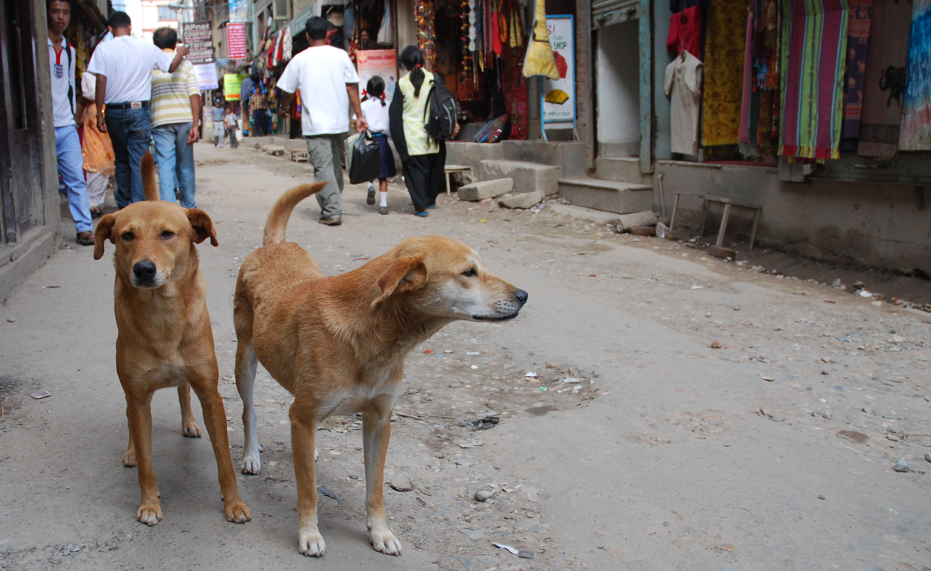 Stray Dogs of Nepal - Blog - Nepal Advisor |