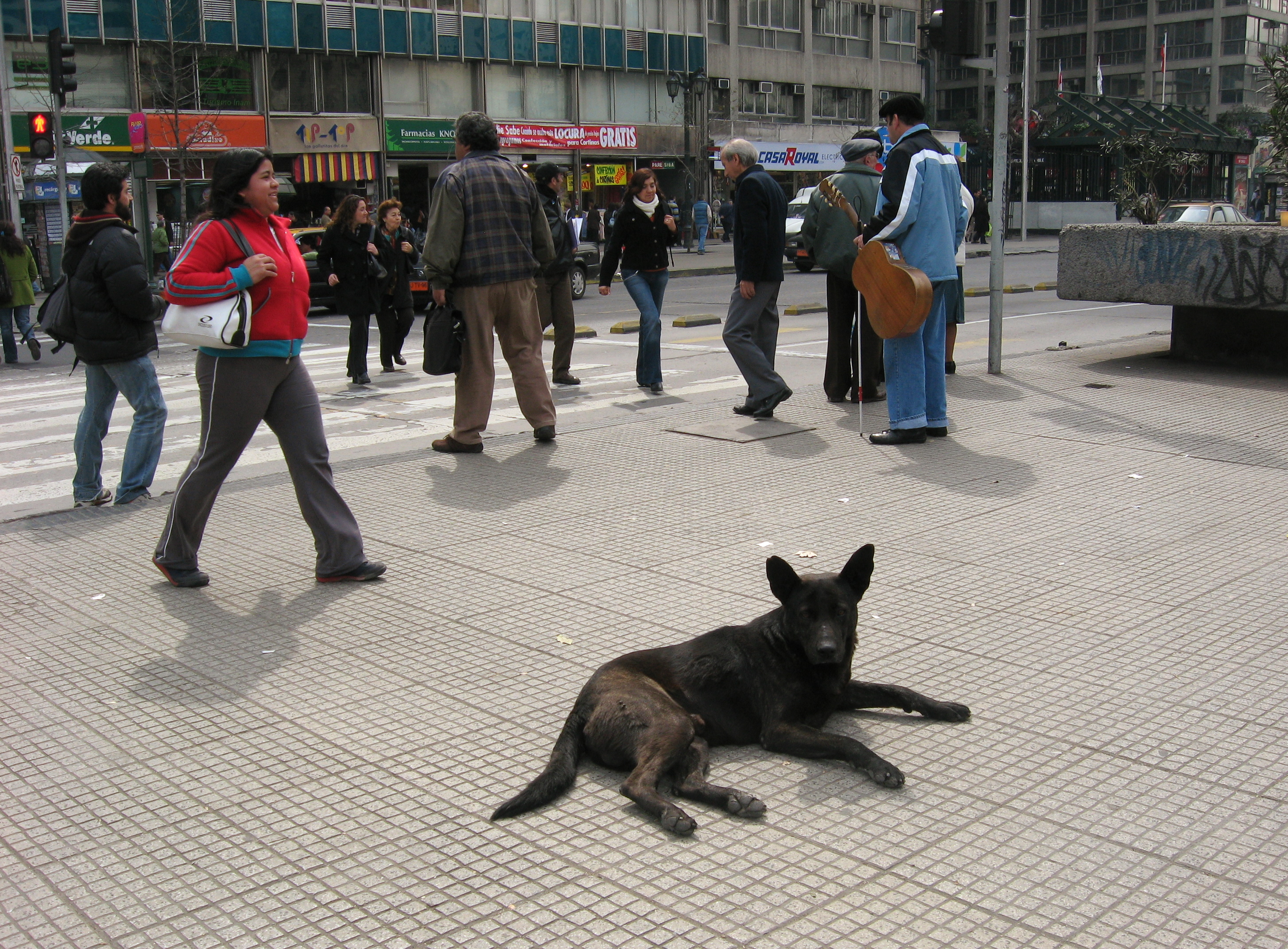 Street Dogs of Santiago – Life in Orange and Blue | Hope College