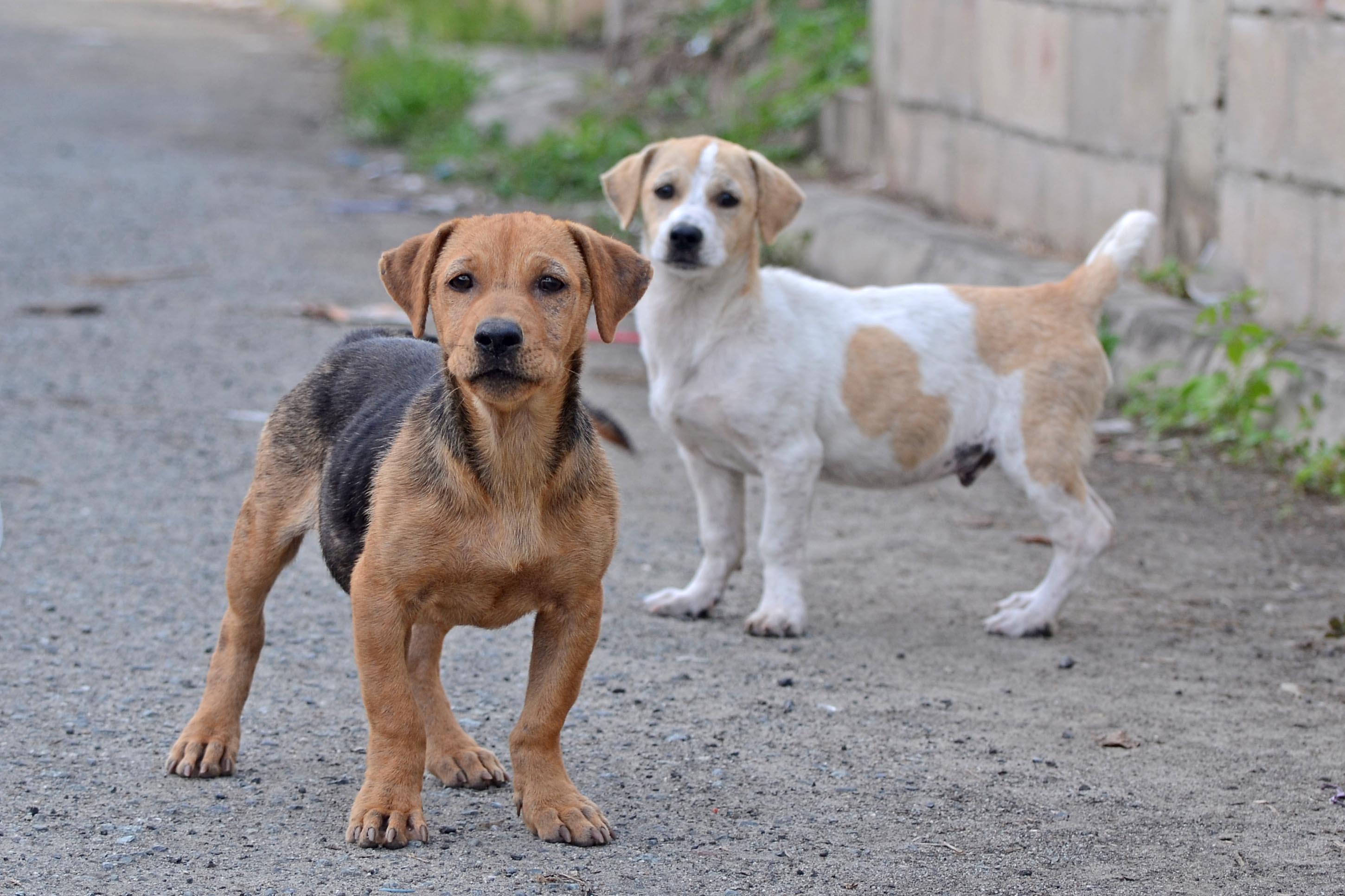 File:Flickr - ggallice - Street dogs (1).jpg - Wikimedia Commons