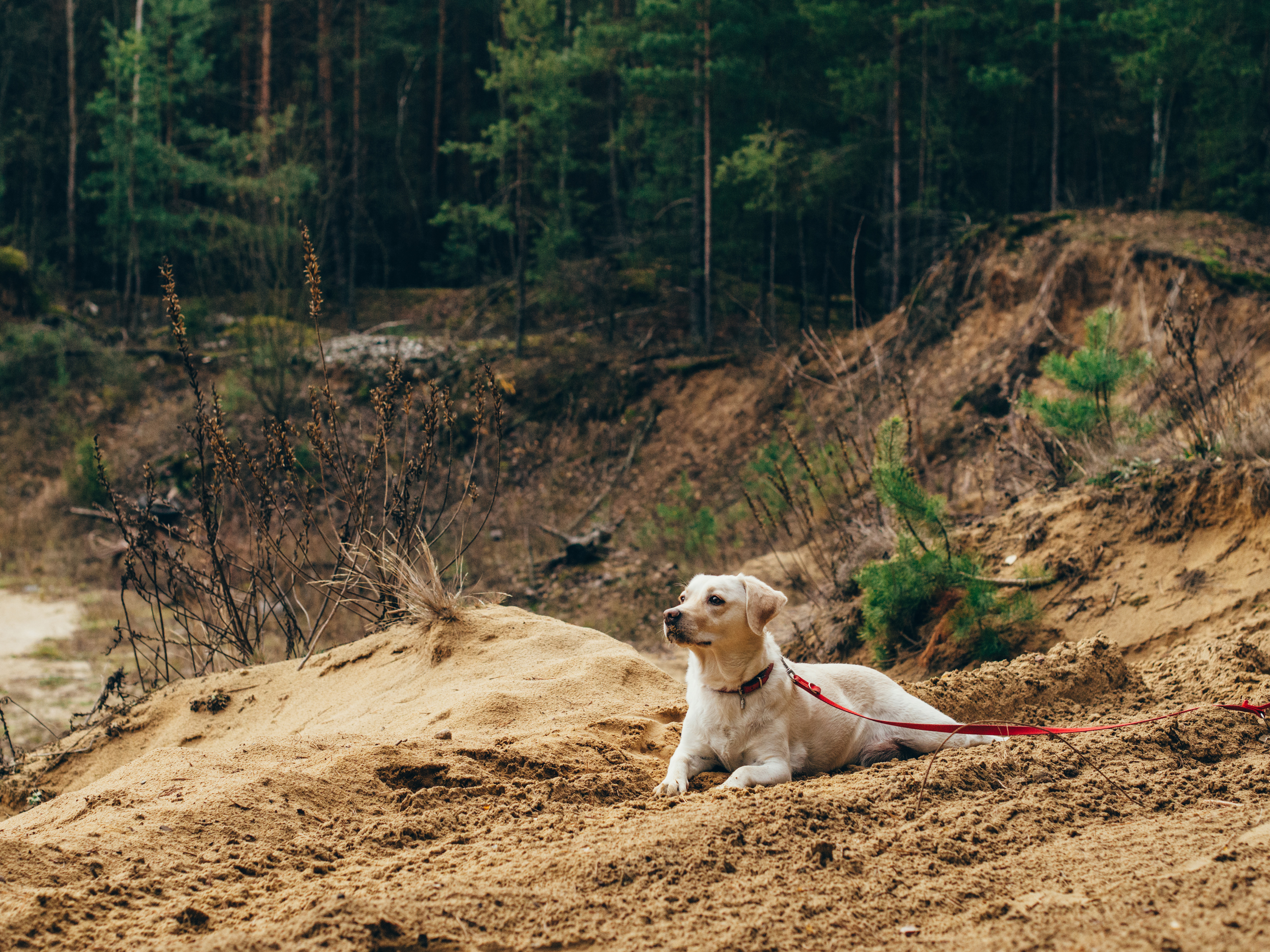 Dog in the forest photo
