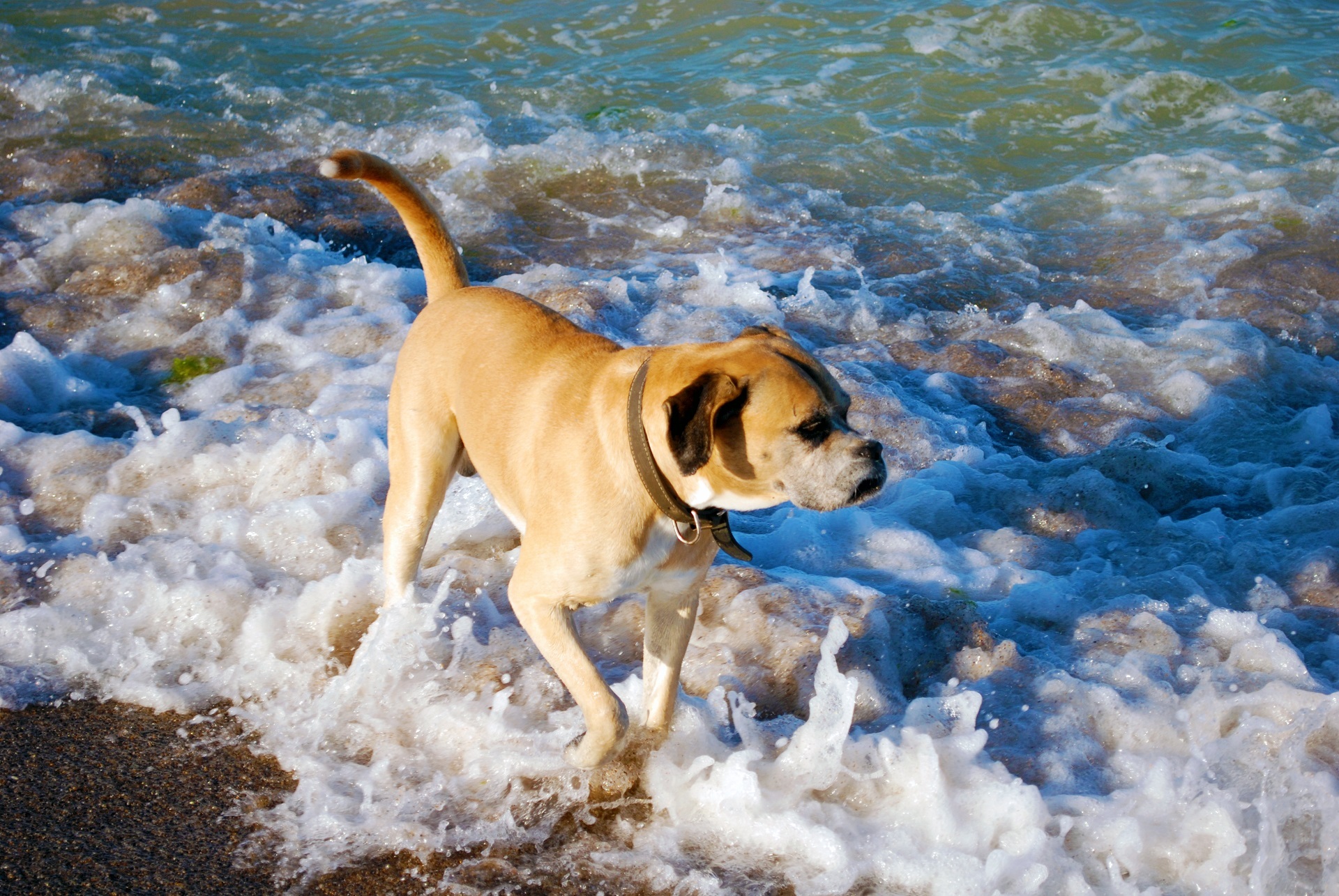 Dog in the ocean photo