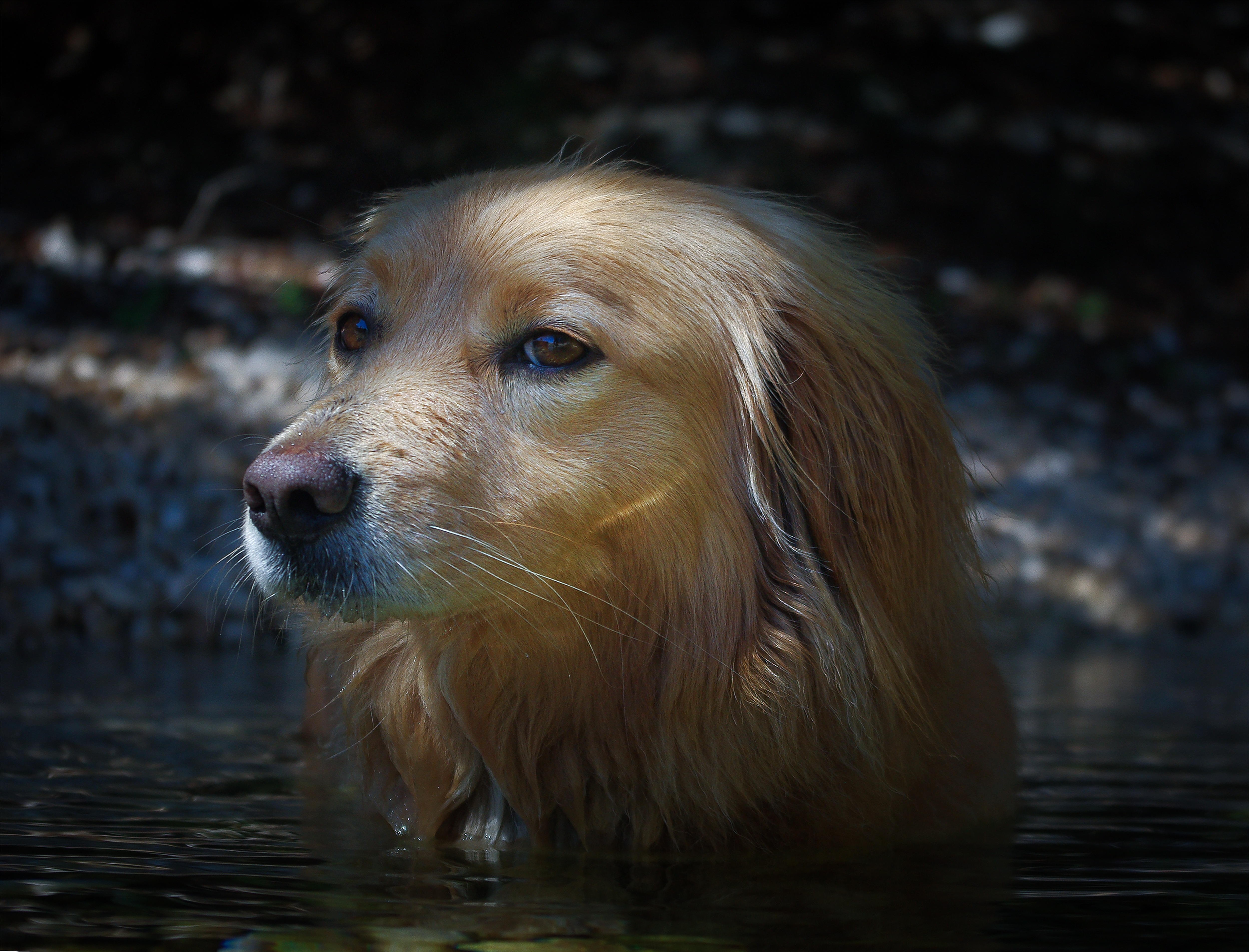 Dog in the river photo