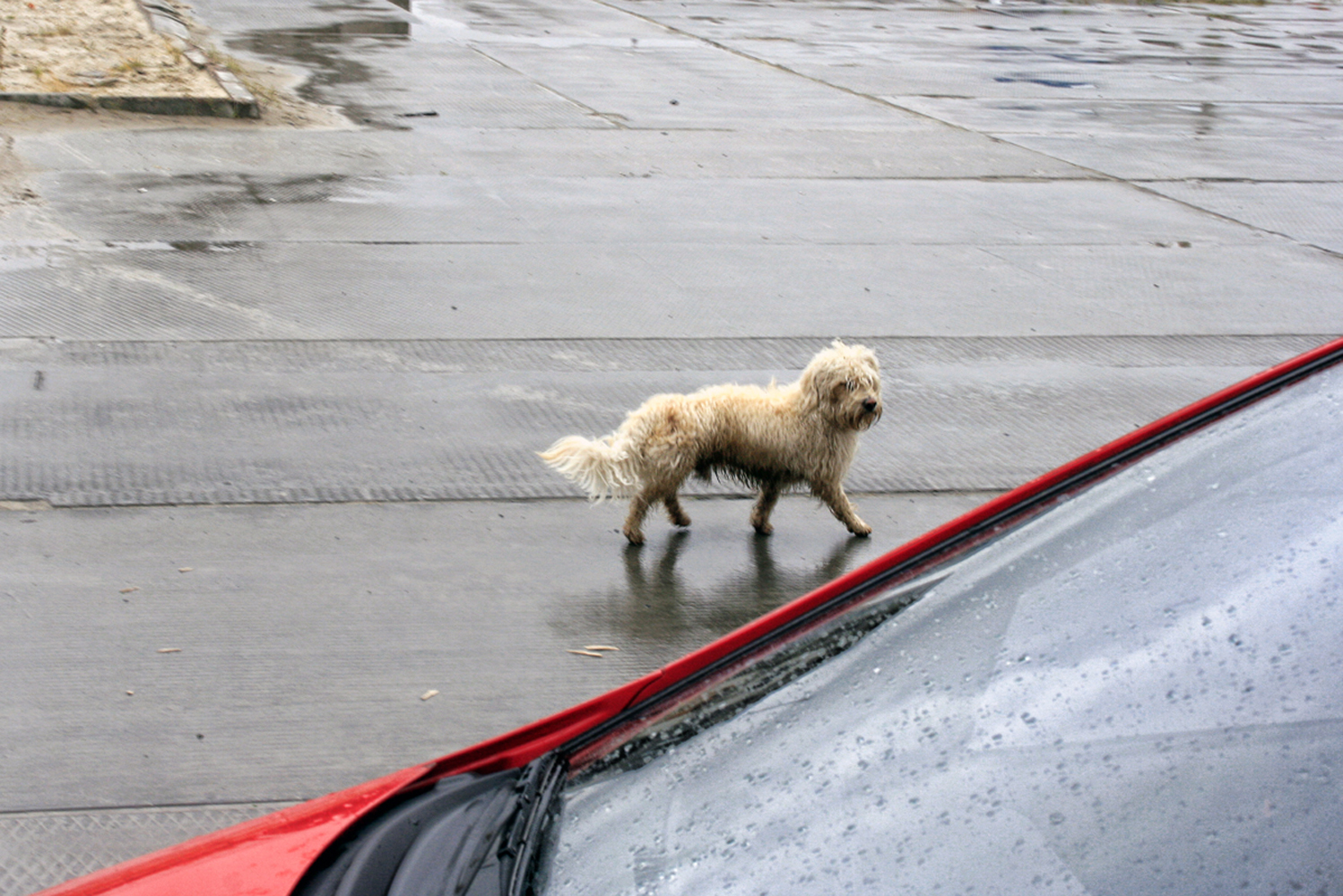 Dog in the street photo