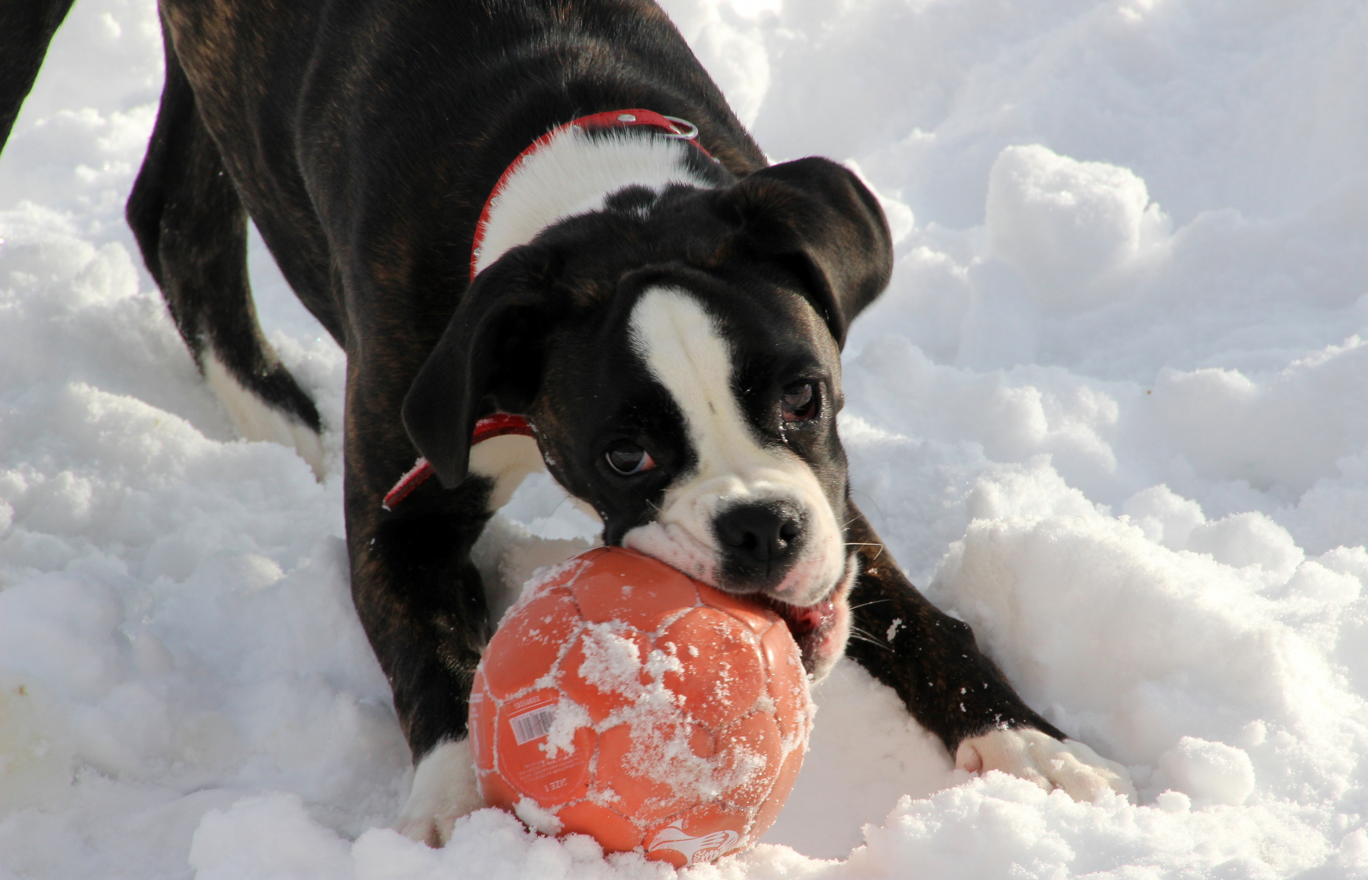 Dog in winter photo