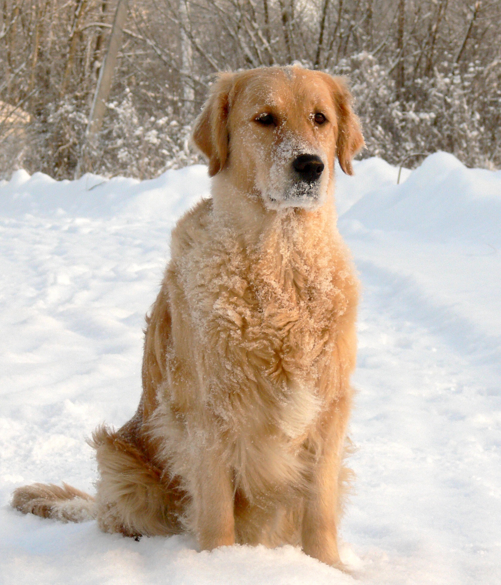 Dog in winter photo