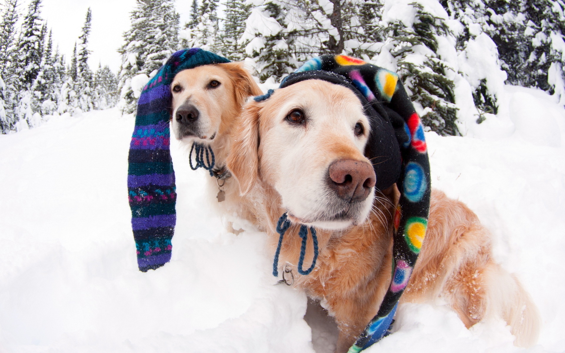 Keeping Your Dog Safe This Winter Season