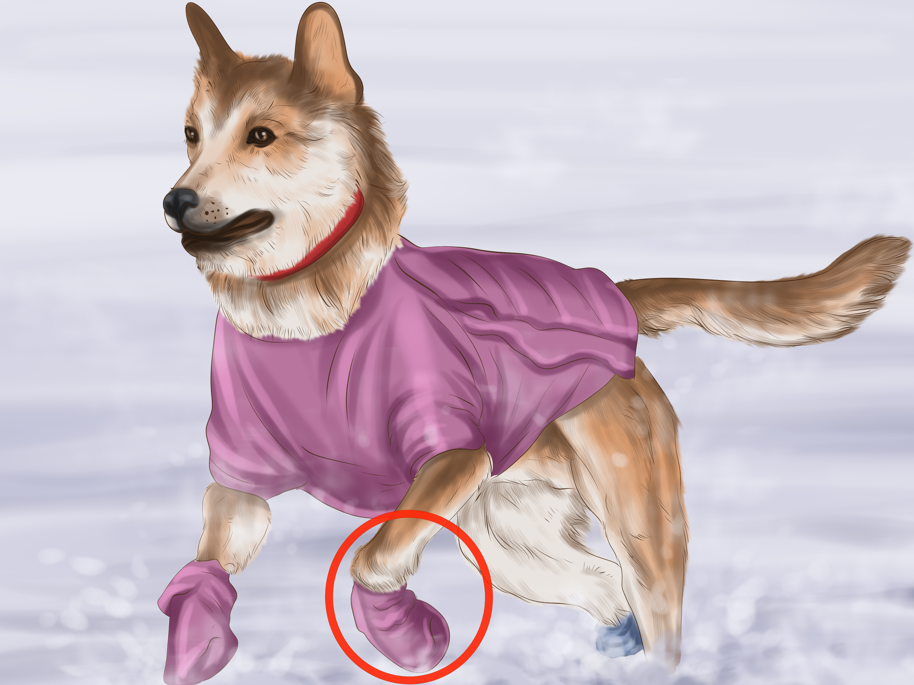 4 Easy Ways to Keep Dogs Warm in the Winter (with Pictures)