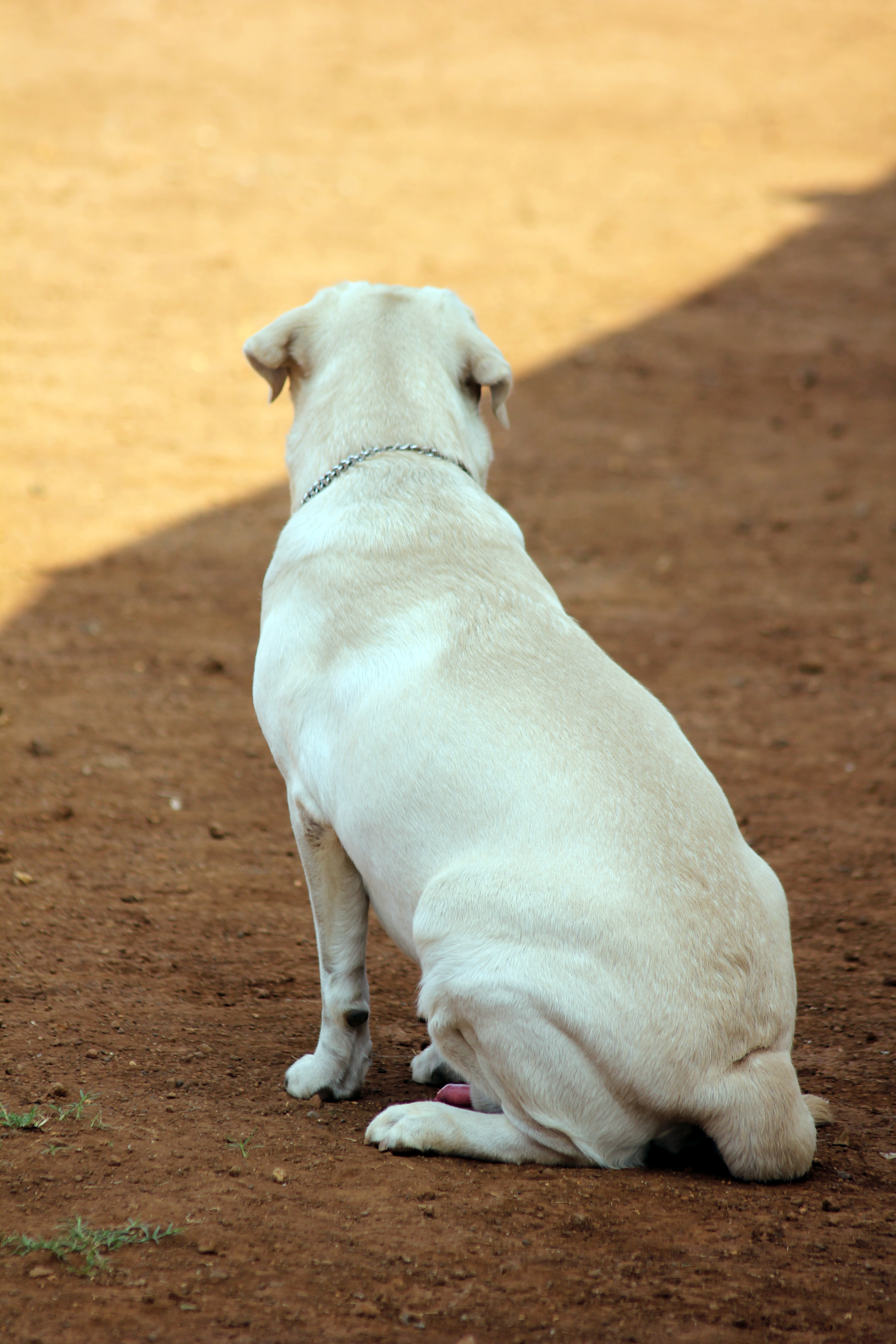 Labrador Sitting Looking Away : Public Domain Pictures