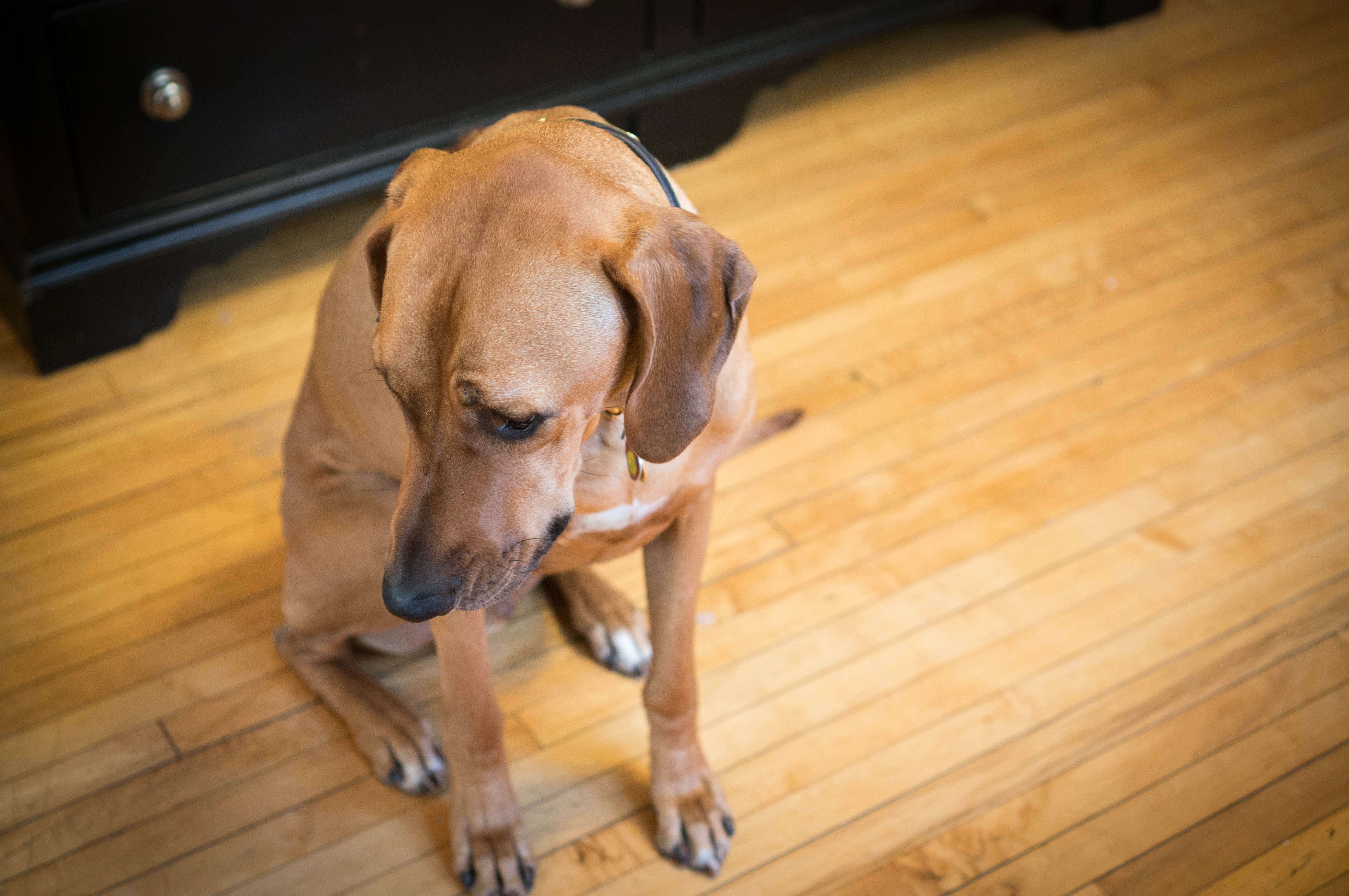 7 Things Dogs Do When They Are (Adorably) Mad At You