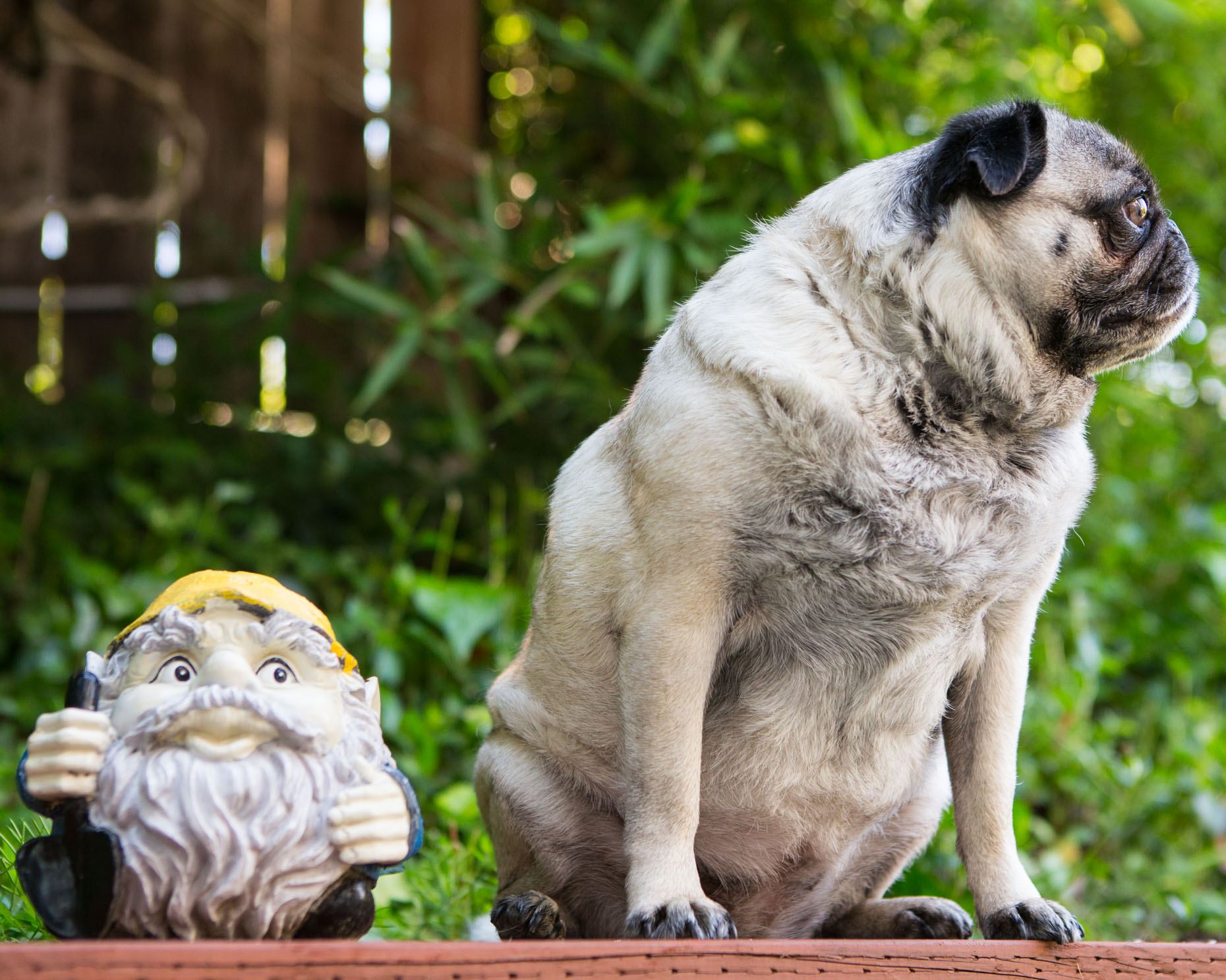 Humorous Dog Photography | Pug Looking Away by Mark Rogers