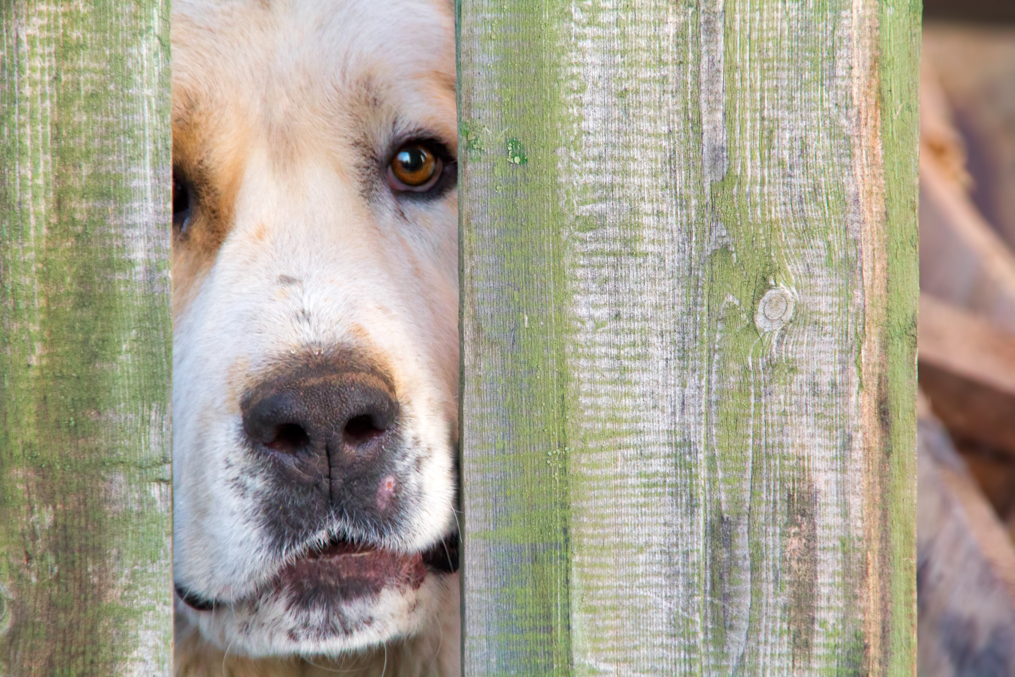Dog looks through fence photo