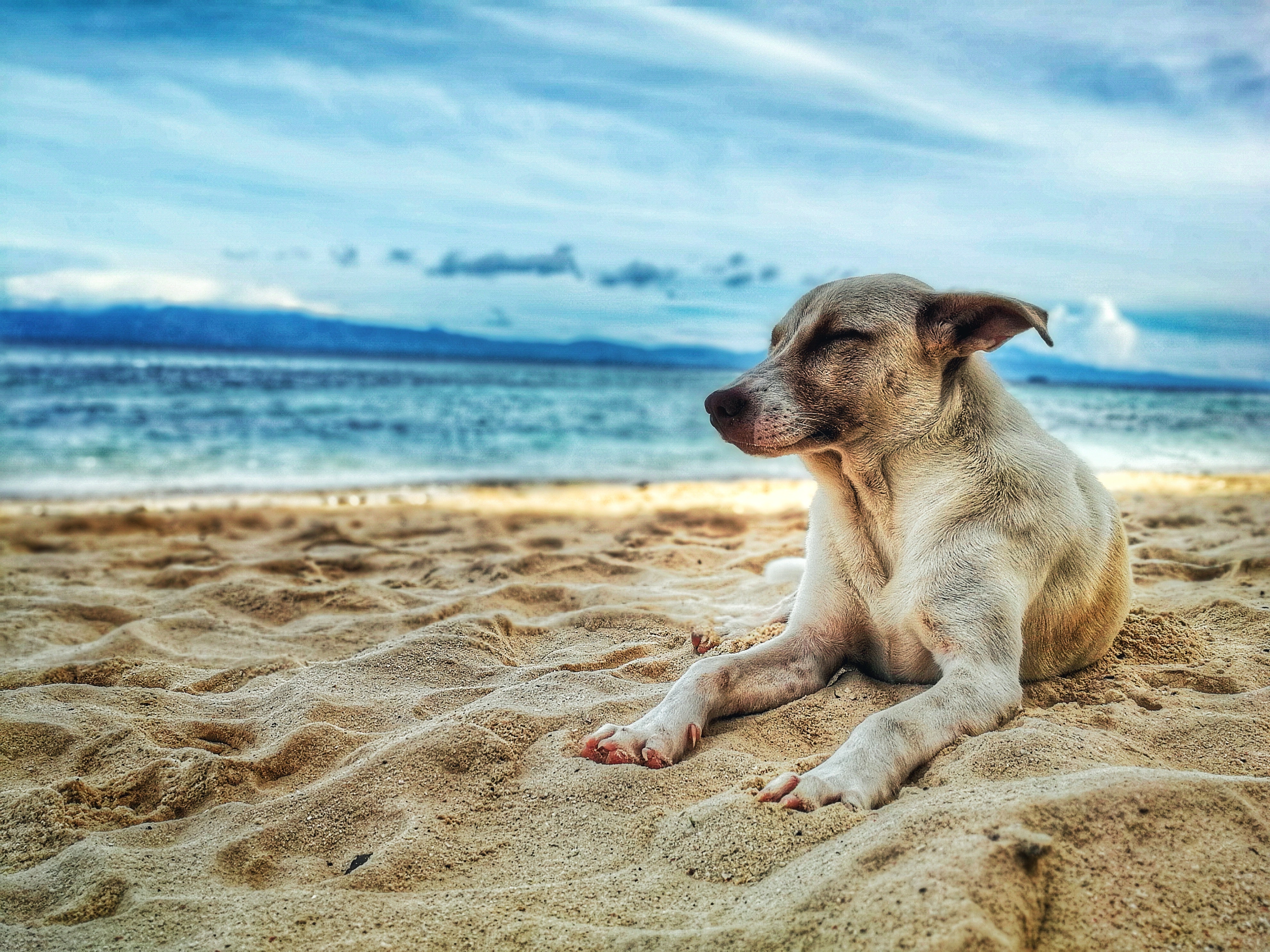 Dog lying on beach photo