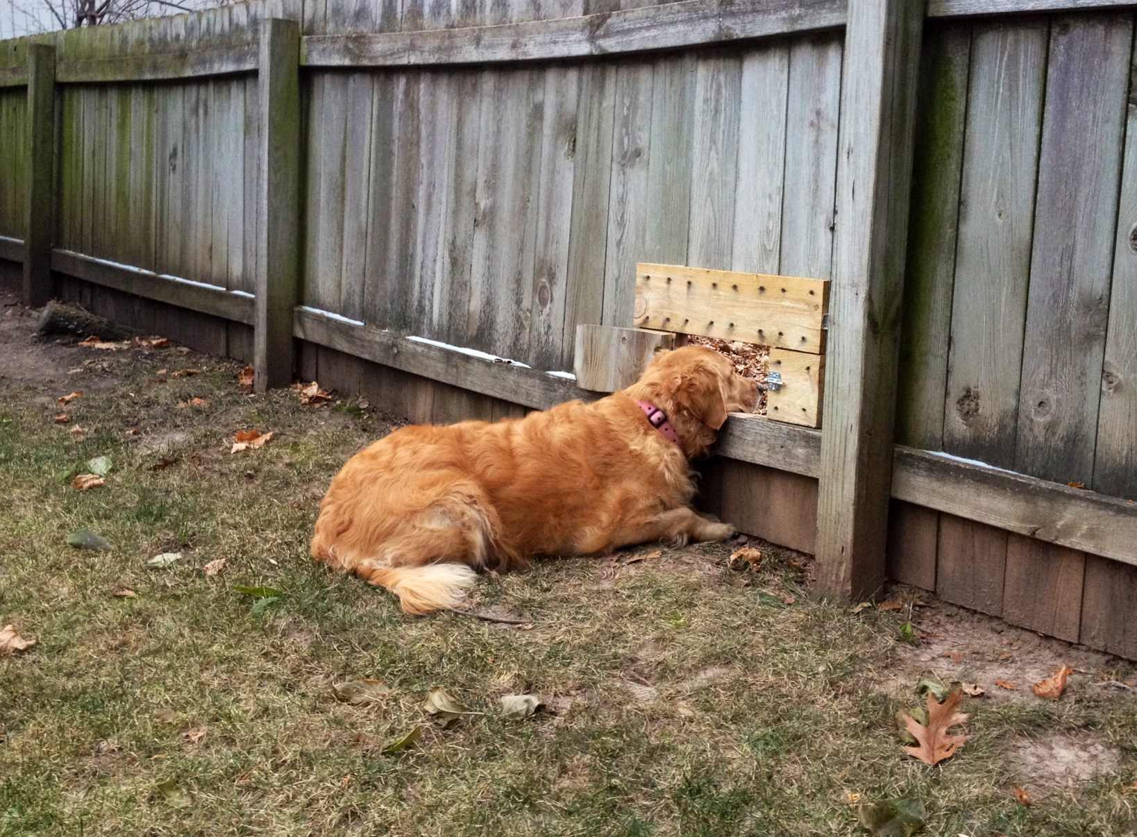 My dog waiting for her friends thanks to her custom fence - Imgur