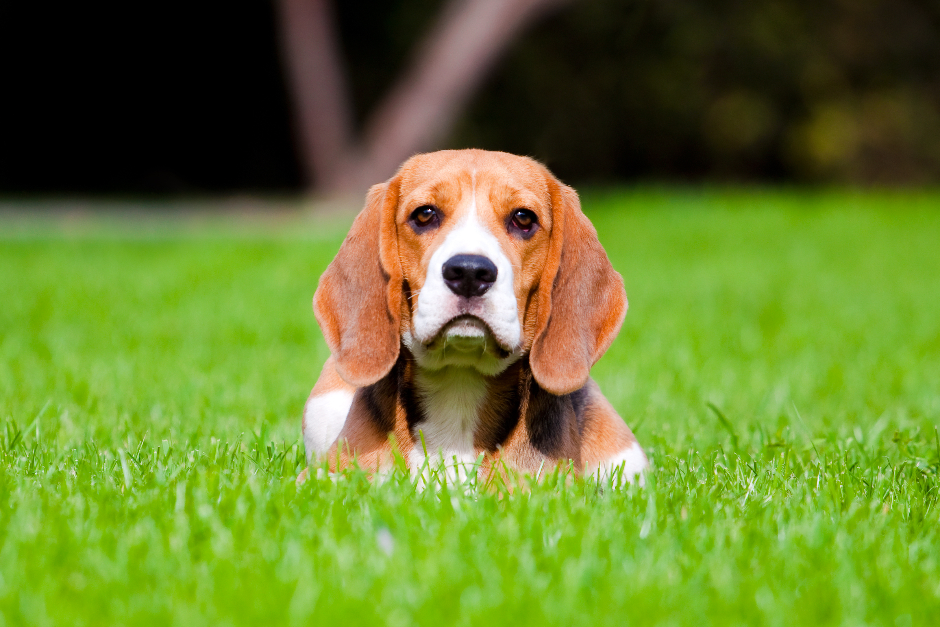 Why dogs eat grass — and how to prevent it | Cesar's Way