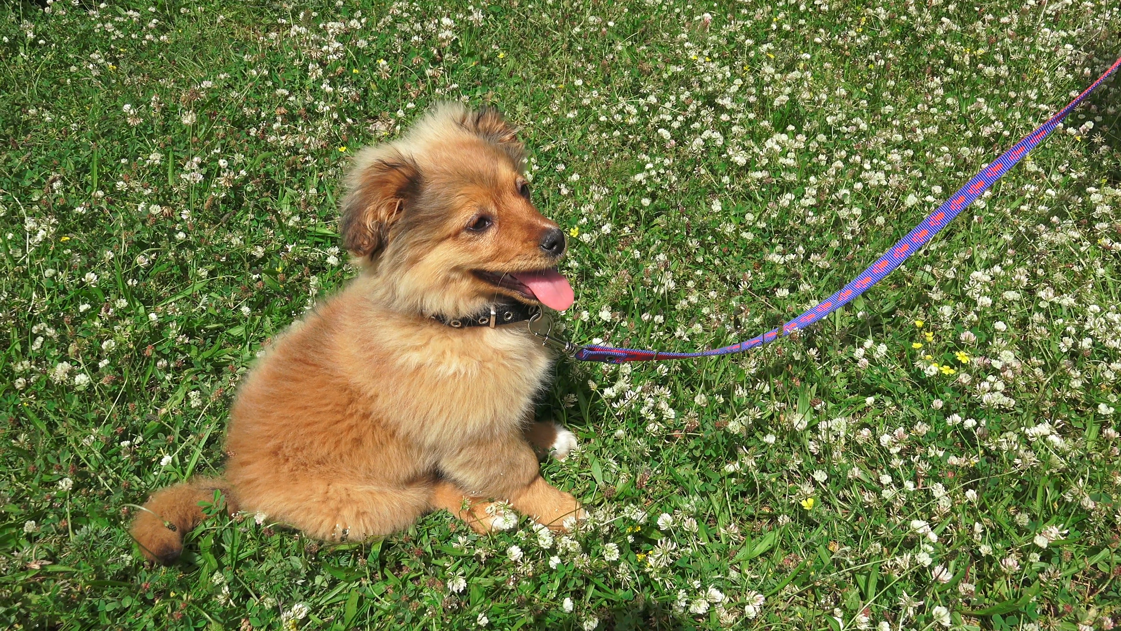 puppy dog on belt takes rest on grass hard breathing, Stock Video ...