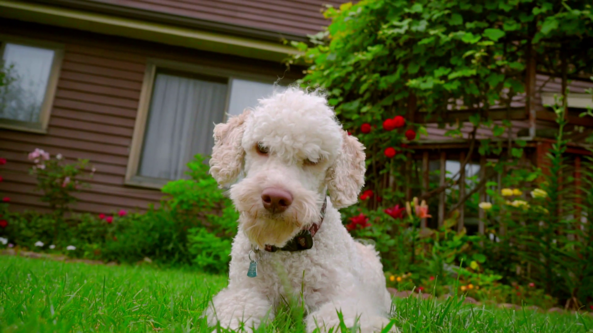White dog looking at camera. White poodle dog lying on grass near ...