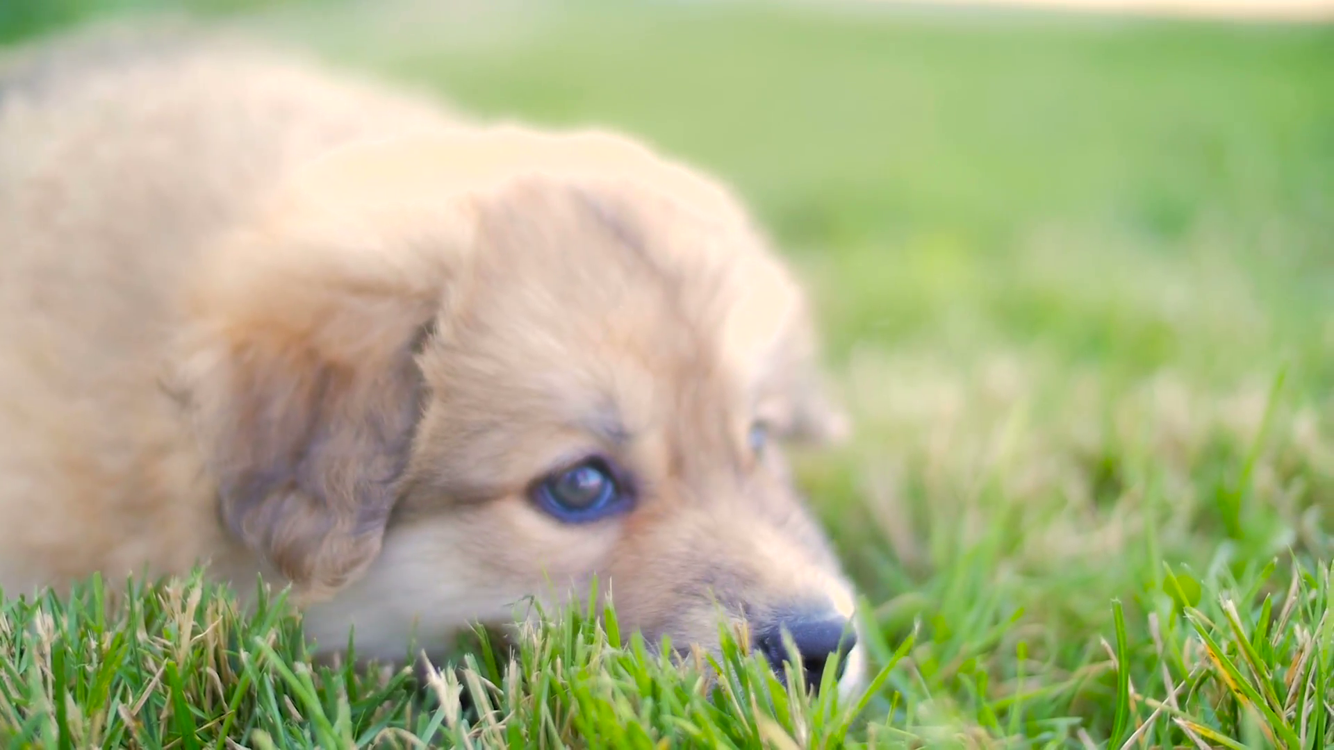 Puppy Dog Outside On Grass Looking Around Stock Video Footage ...