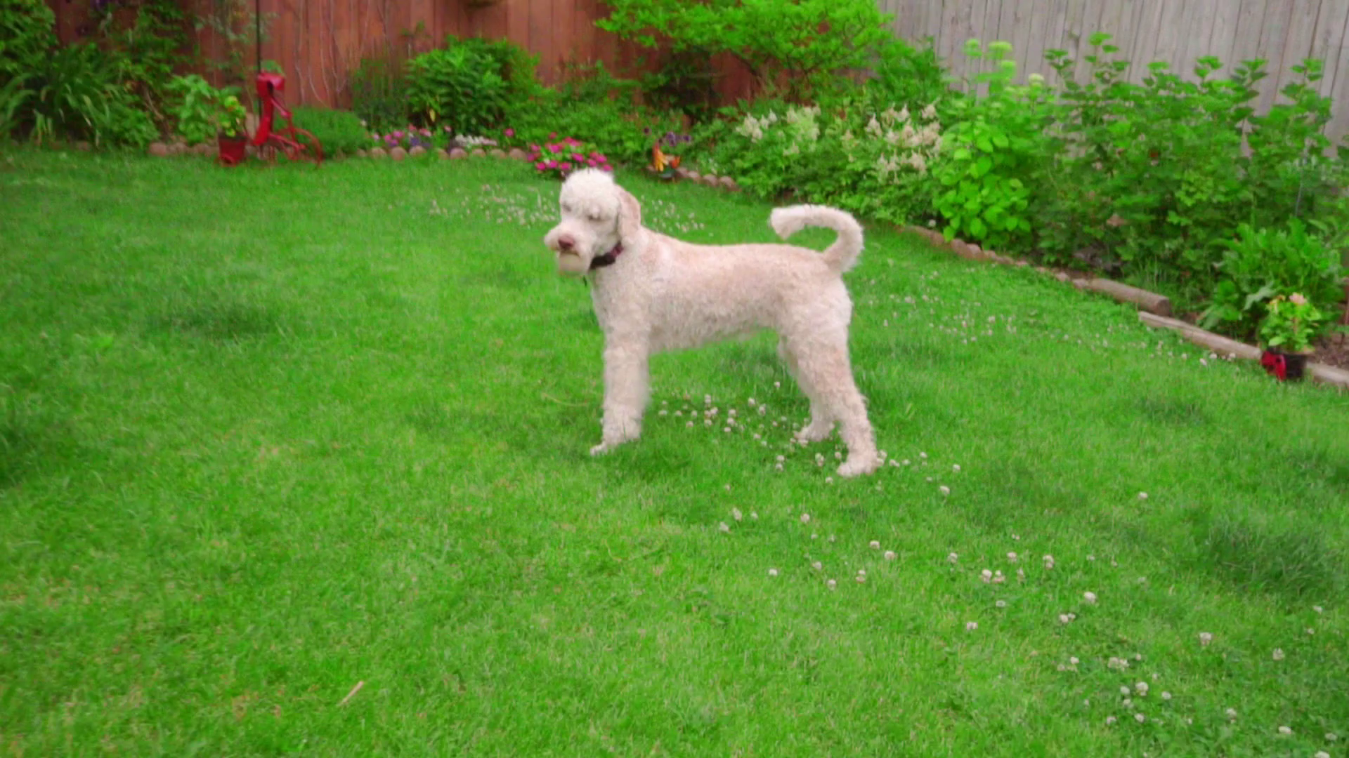 Pov of owner throwing tennis ball to white poodle dog. White dog ...