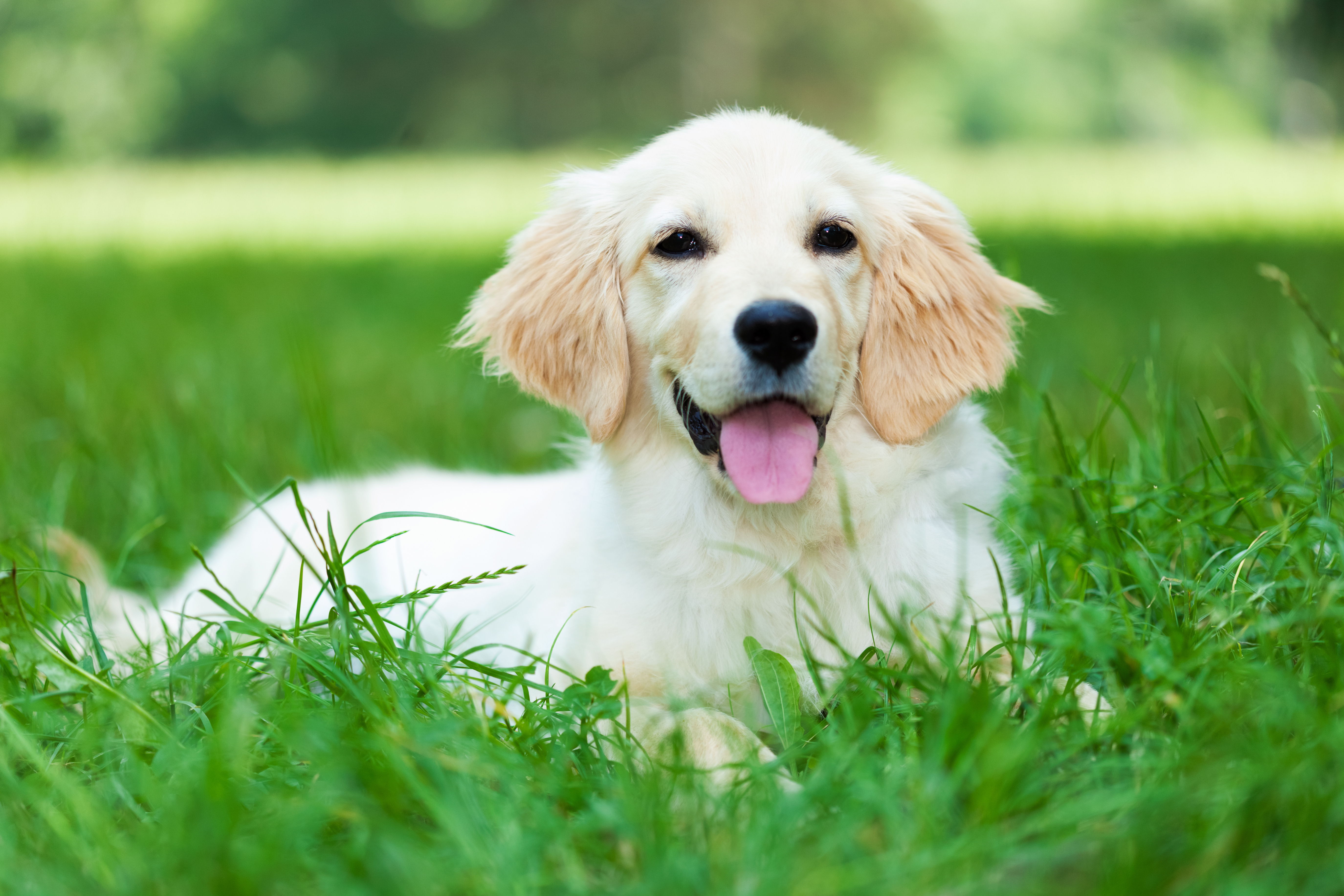 Is it ok for my dog to eat grass? - Santa Barbara Pet sitters and ...
