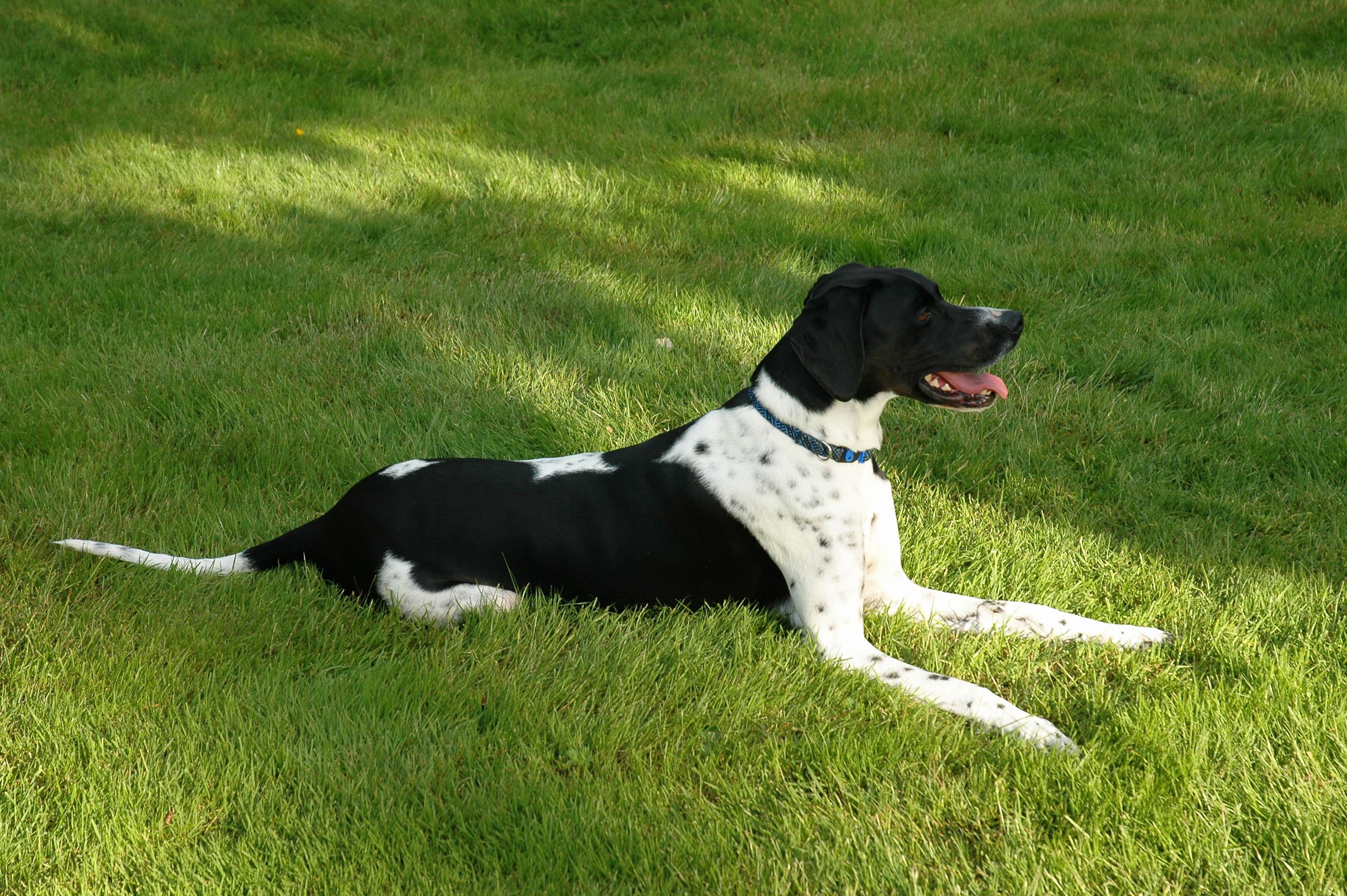 Dog on grass photo