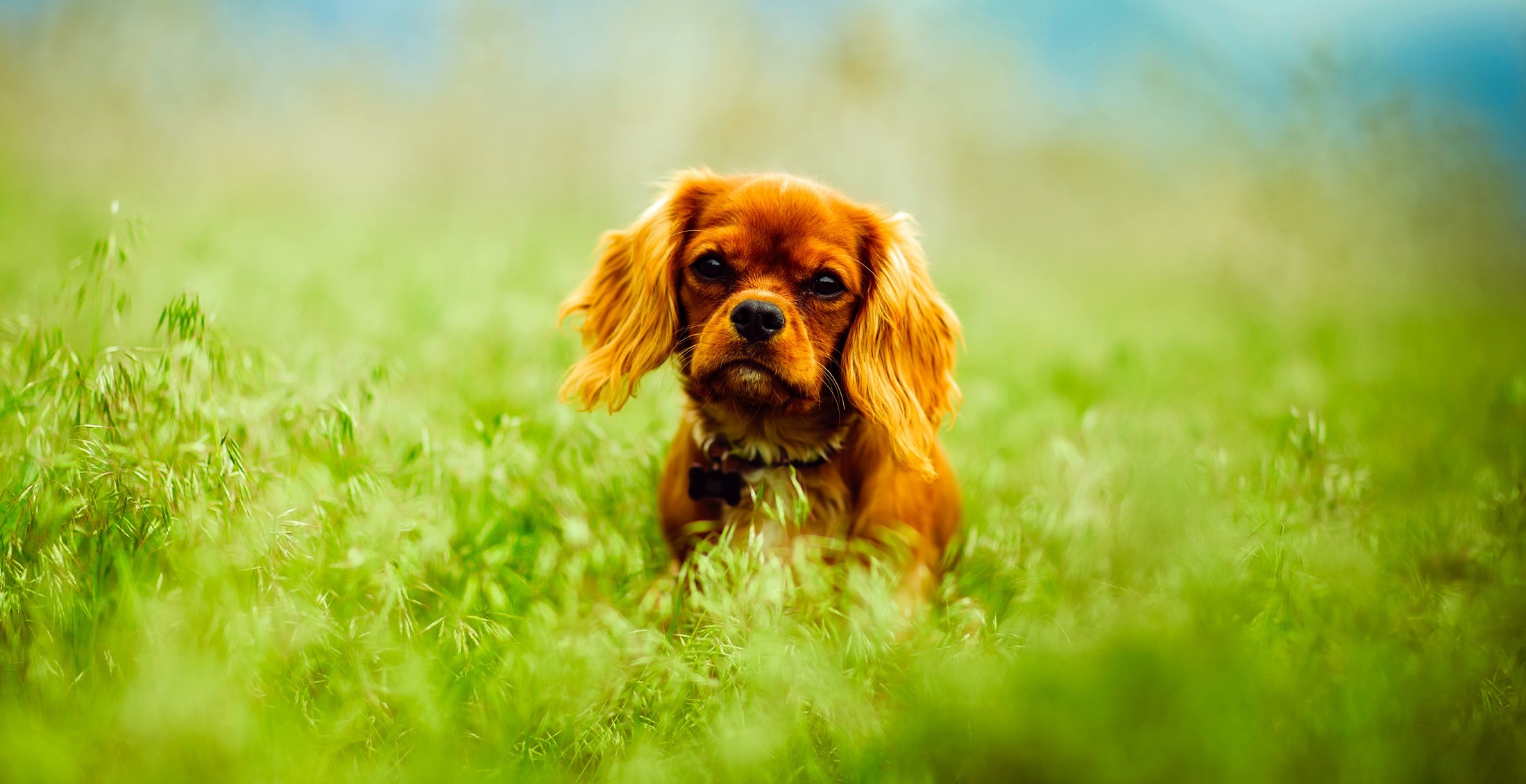 Dog on grass photo