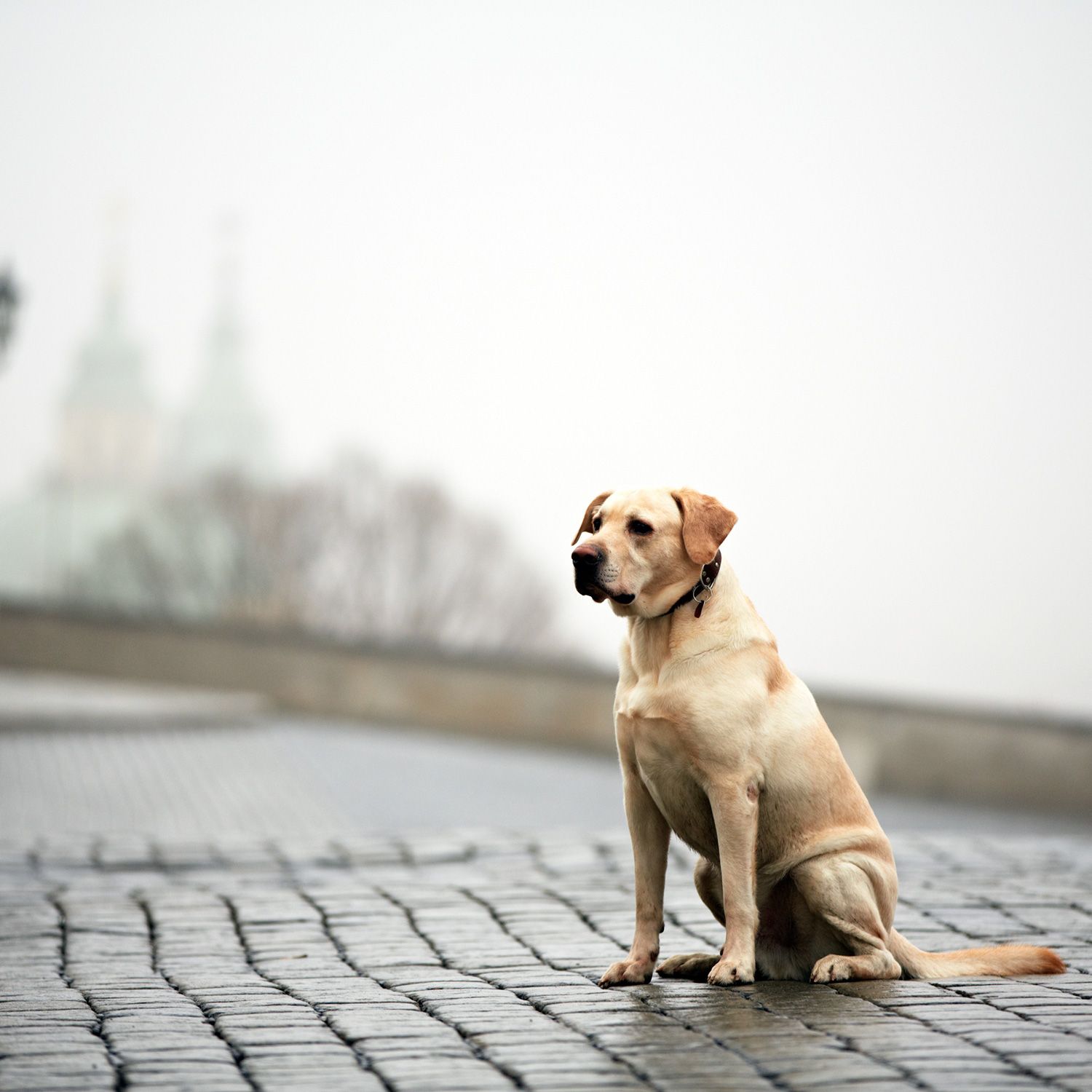 dog-street-lonely | Sweet Dogs, Cats, & Other Critters | Pinterest ...