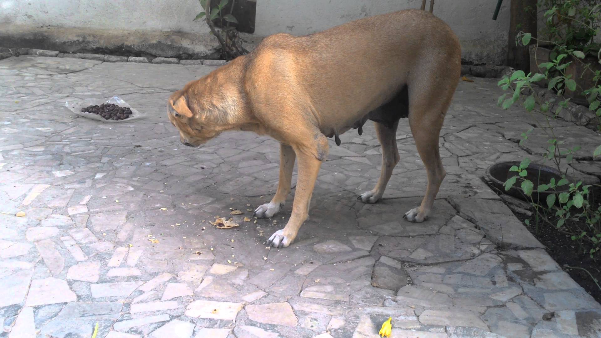 Pariah (Indian stray dogs on street species) girl dog eating Roti ...