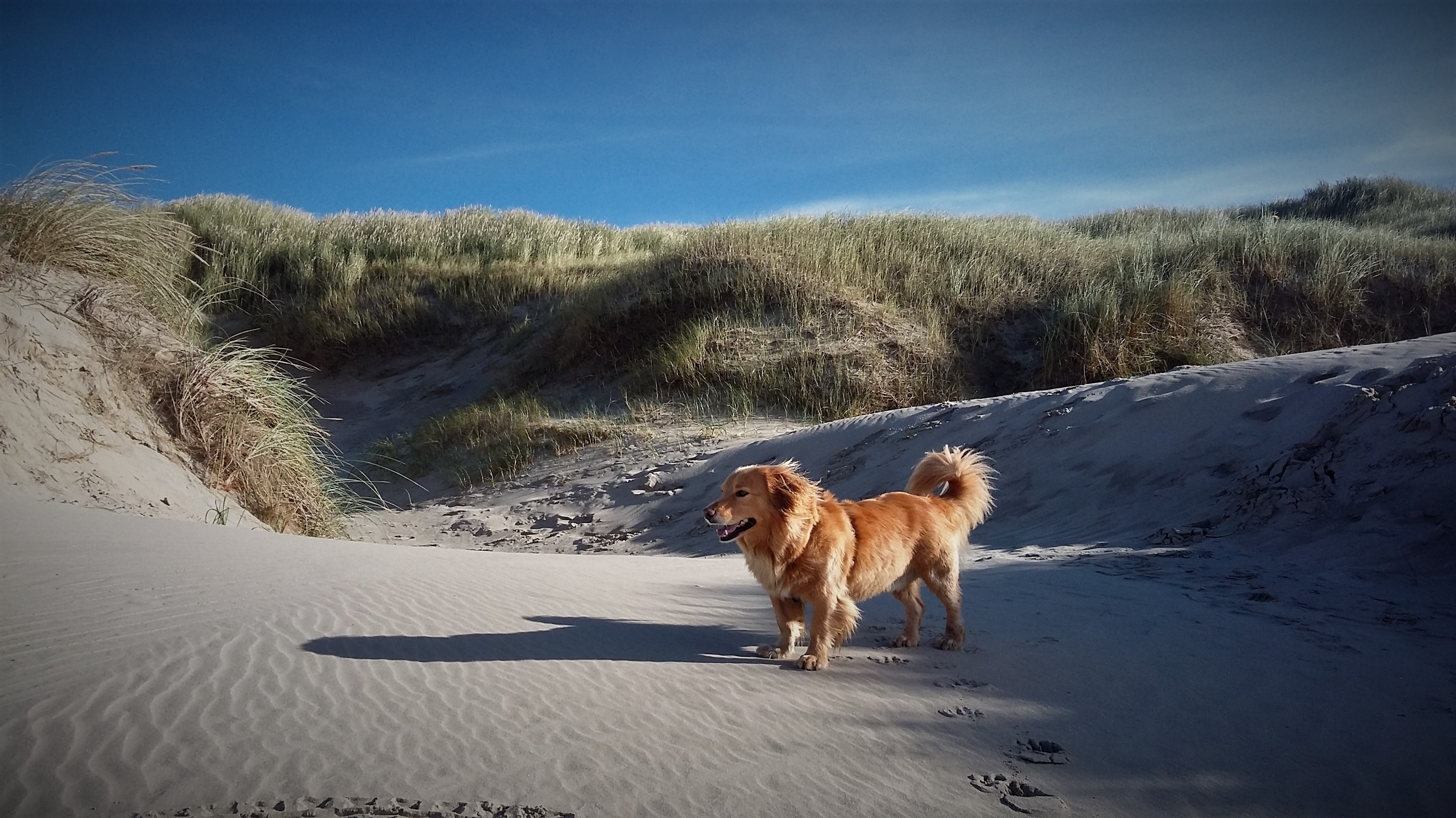 Погода зверей 1. Собака на пляже. Собака в дюнах. Собачка Дюна. Большая пустынная собака.