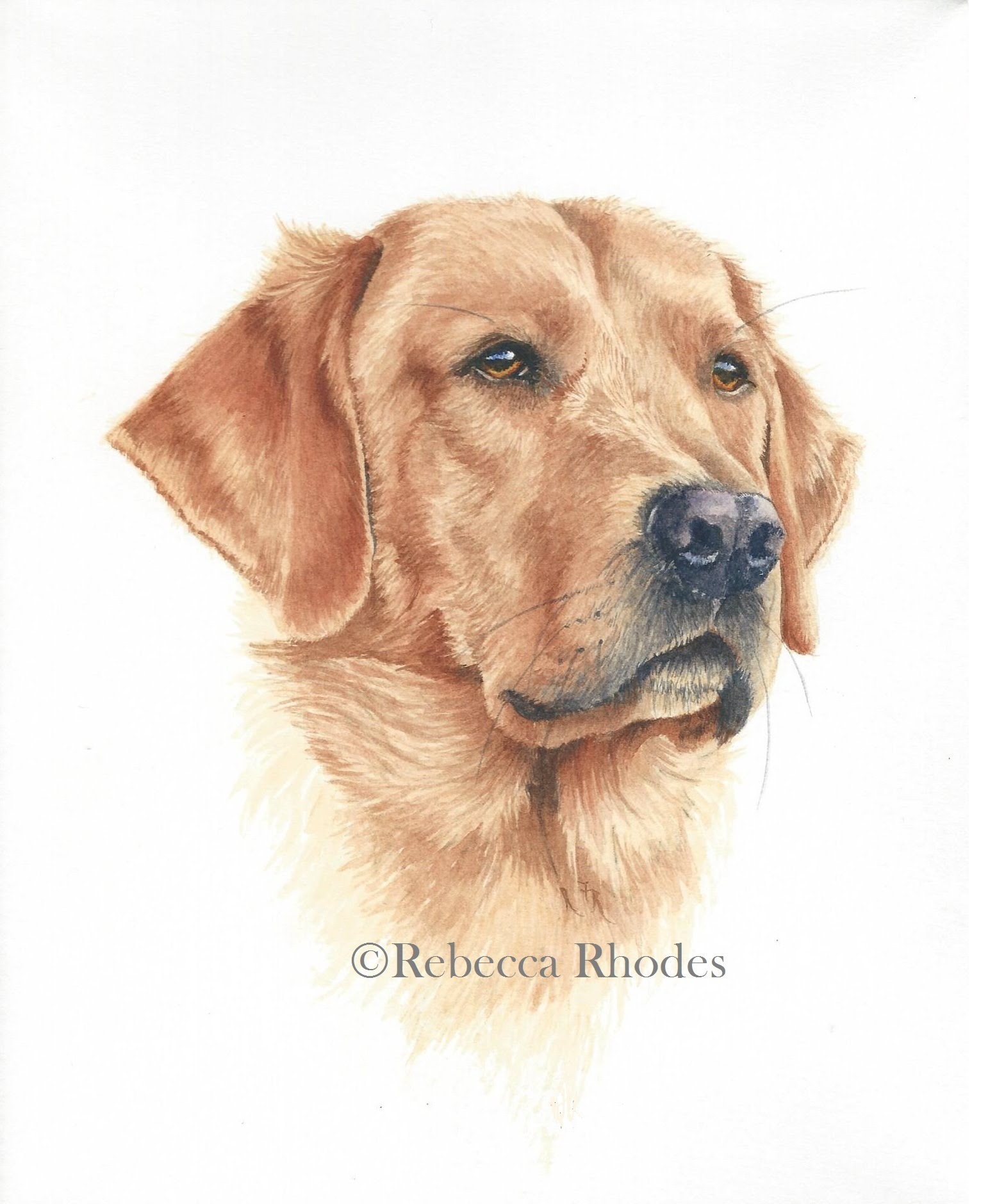 How to Paint a Realistic Retriever Dog in Watercolor - YouTube