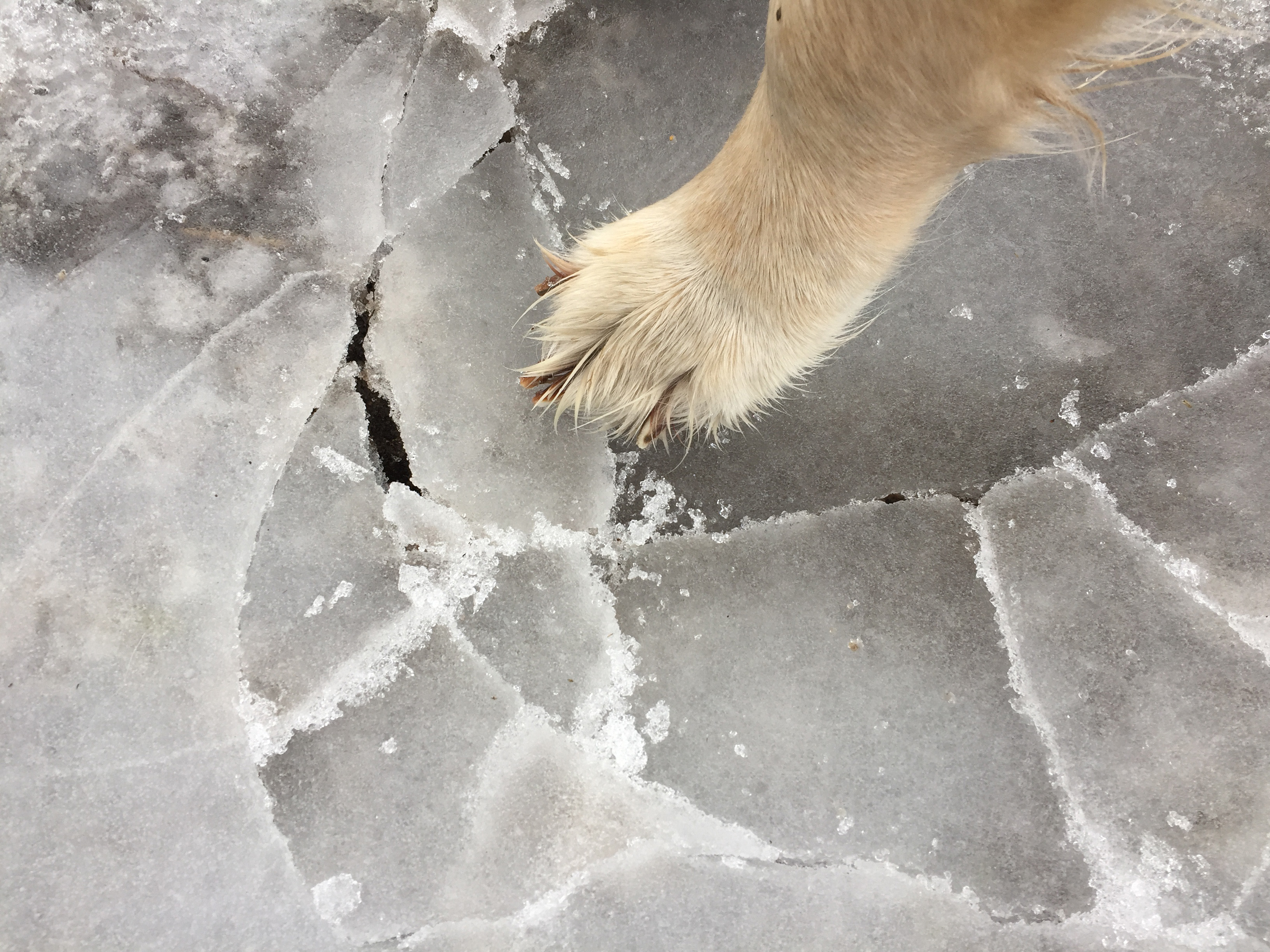 Dog paw on ice photo