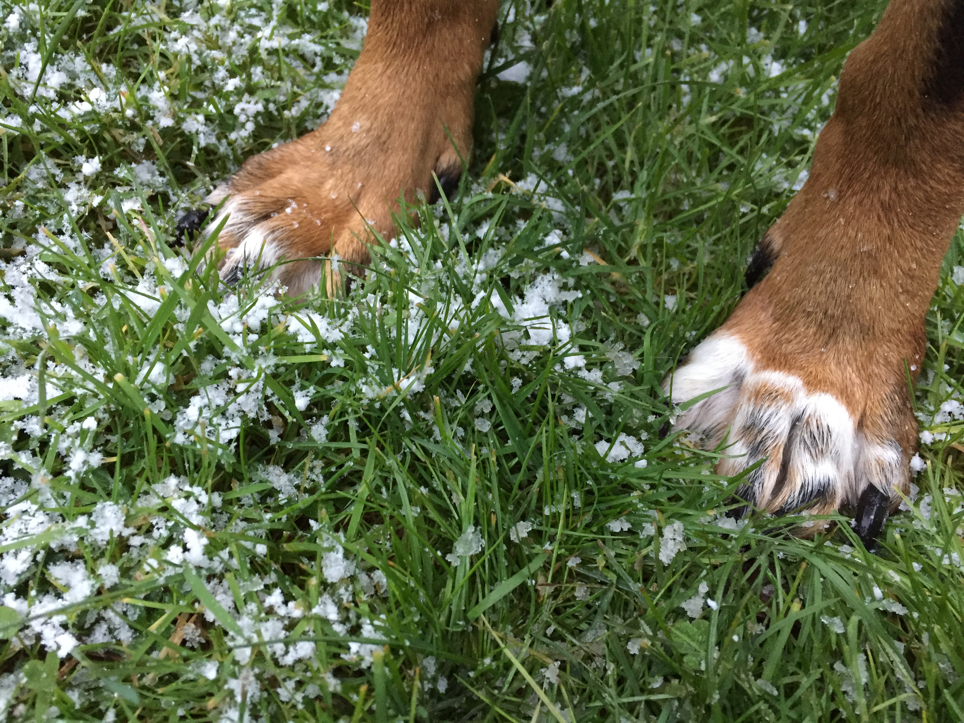 Dog paws on snowy grass photo