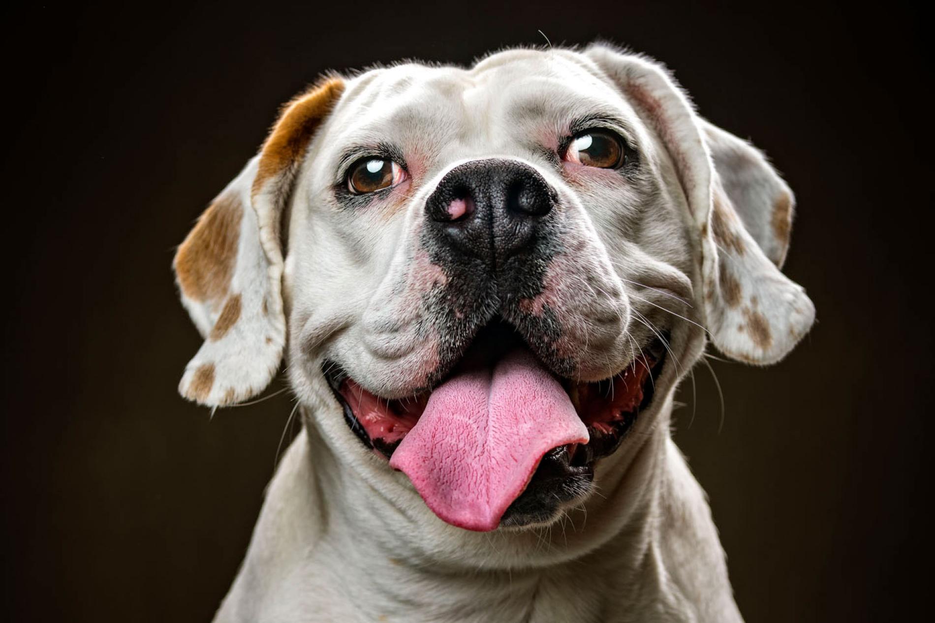 Pictures of Dogs Show Funny Faces, Inner Charisma