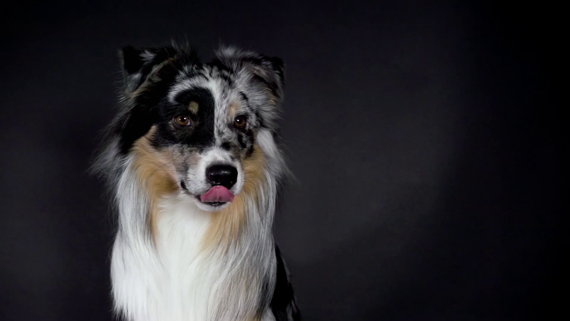 Australian Shepherd dog portrait in studio in slow motion Stock ...
