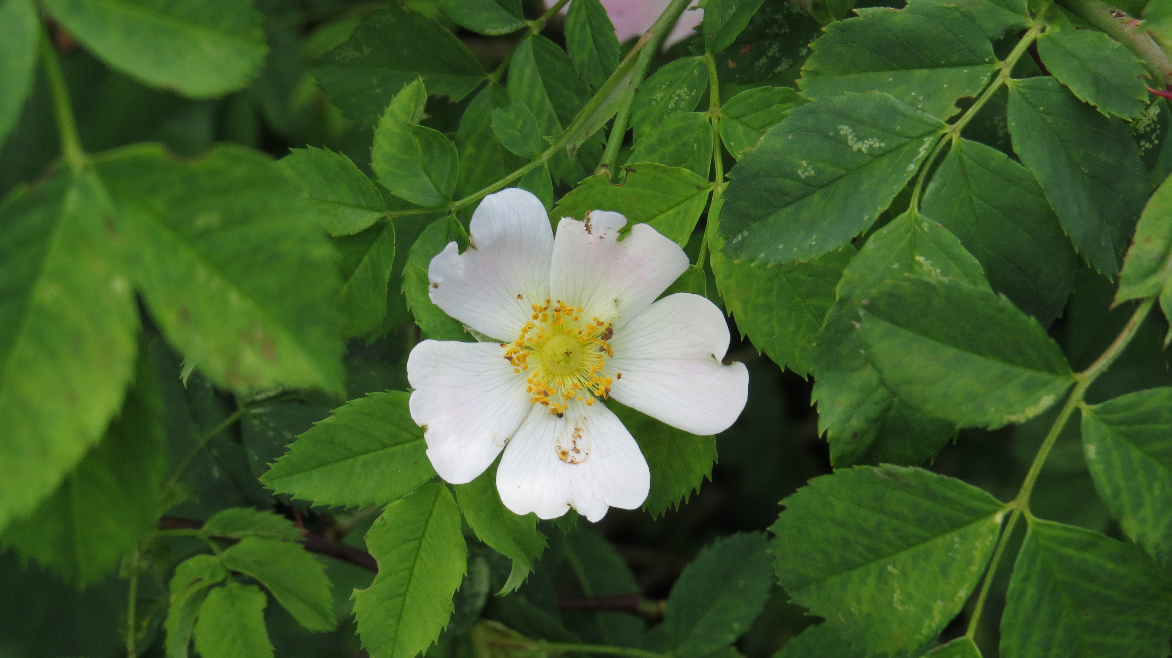 Wednesday Weed – Dog Rose | Bug Woman – Adventures in London