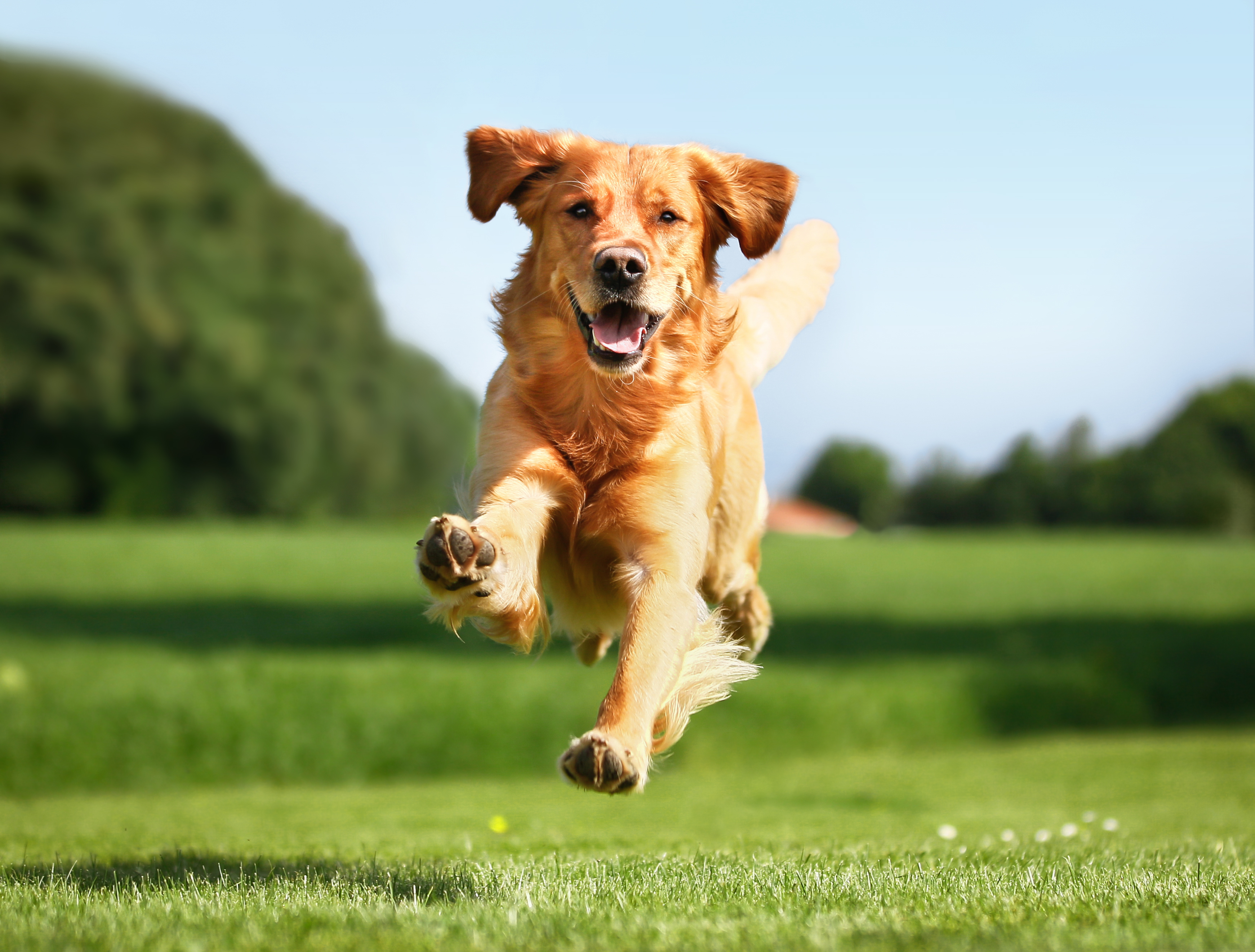 Running Dog Background | Gallery Yopriceville - High-Quality Images ...