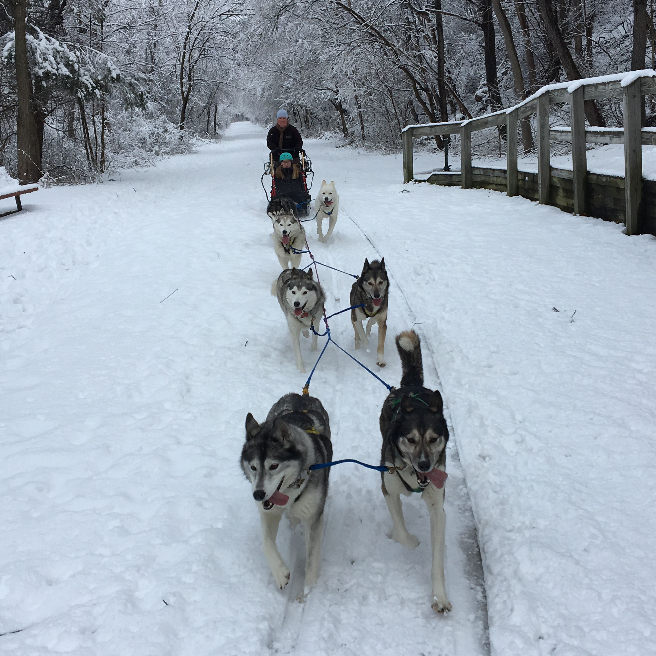 Maryland Sled Dog Adventures LLC: Maryland dogsledding and dog sled ...