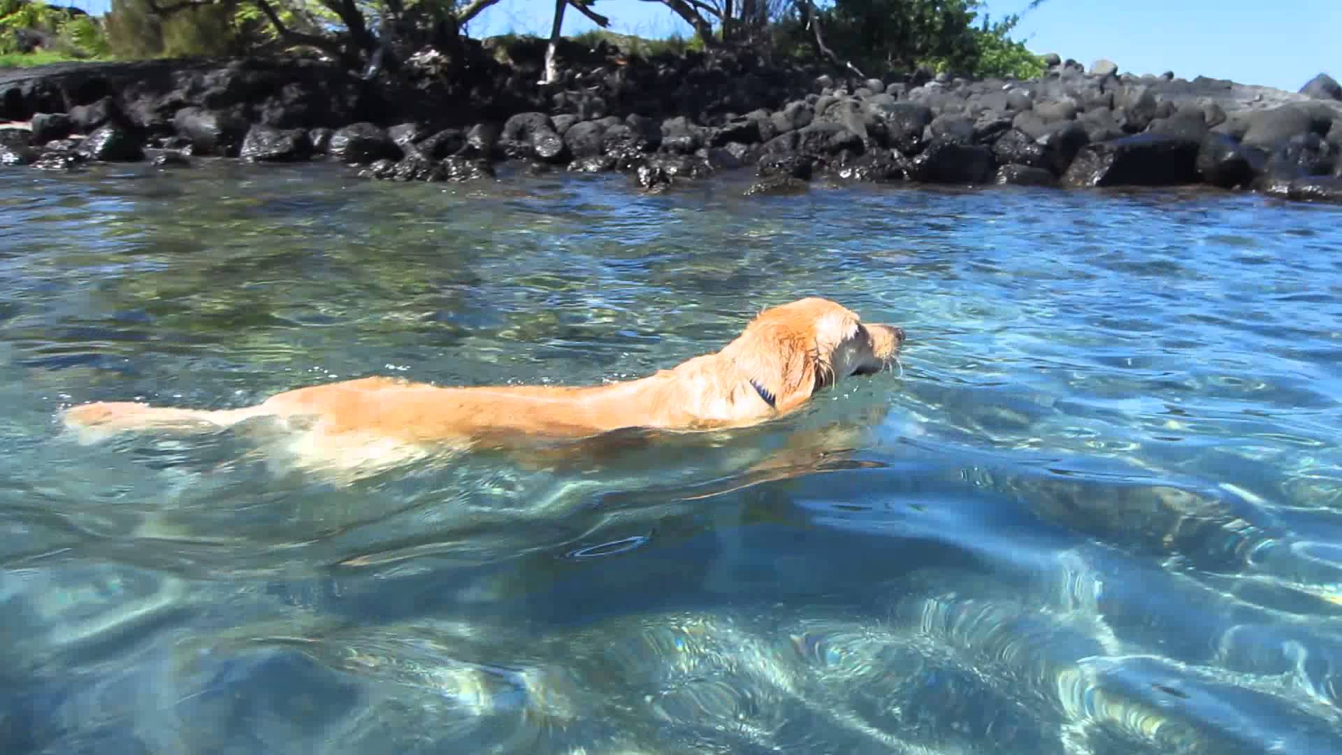 Dog swimming photo