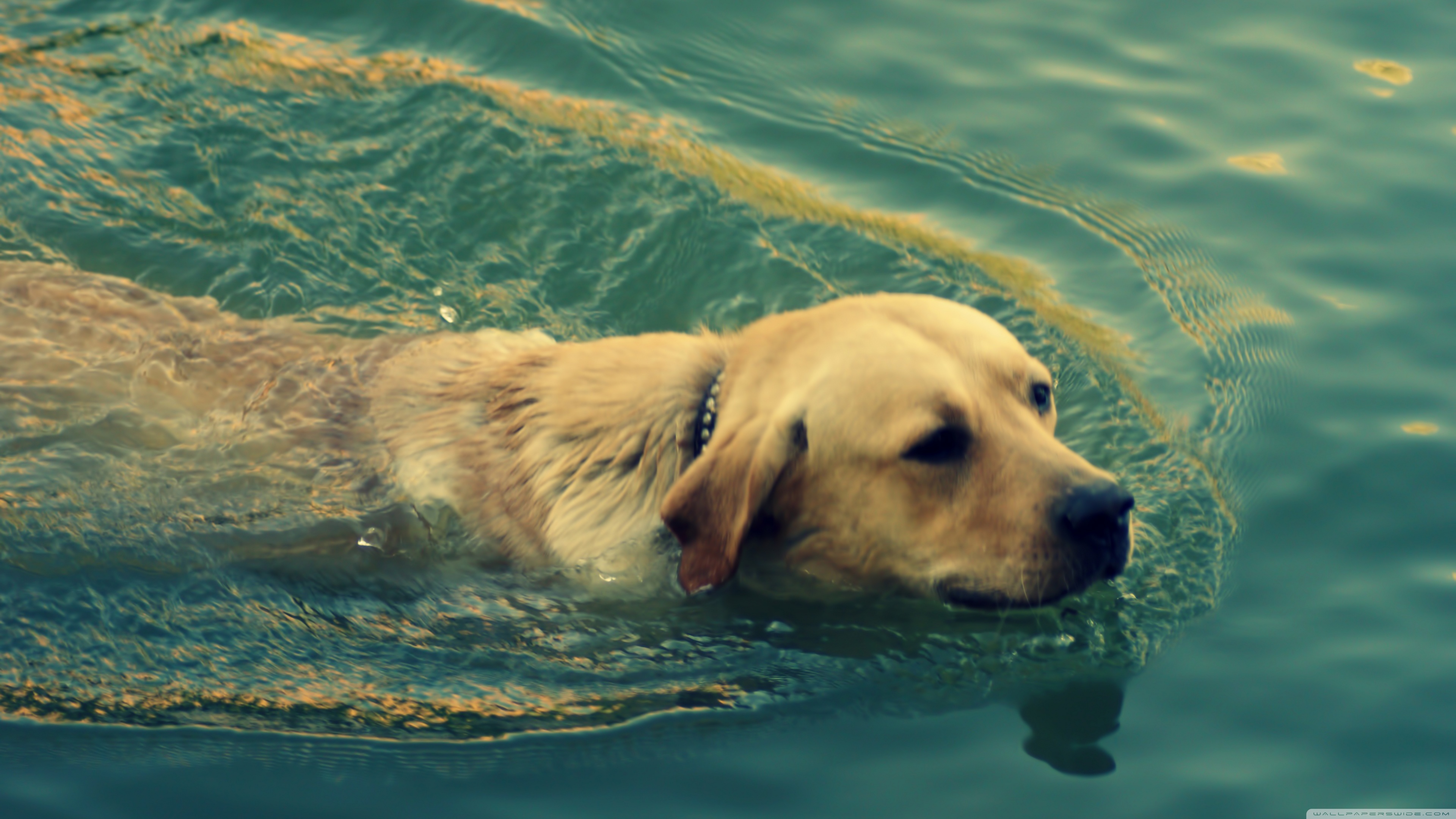 Dog Swimming ❤ 4K HD Desktop Wallpaper for 4K Ultra HD TV • Wide ...