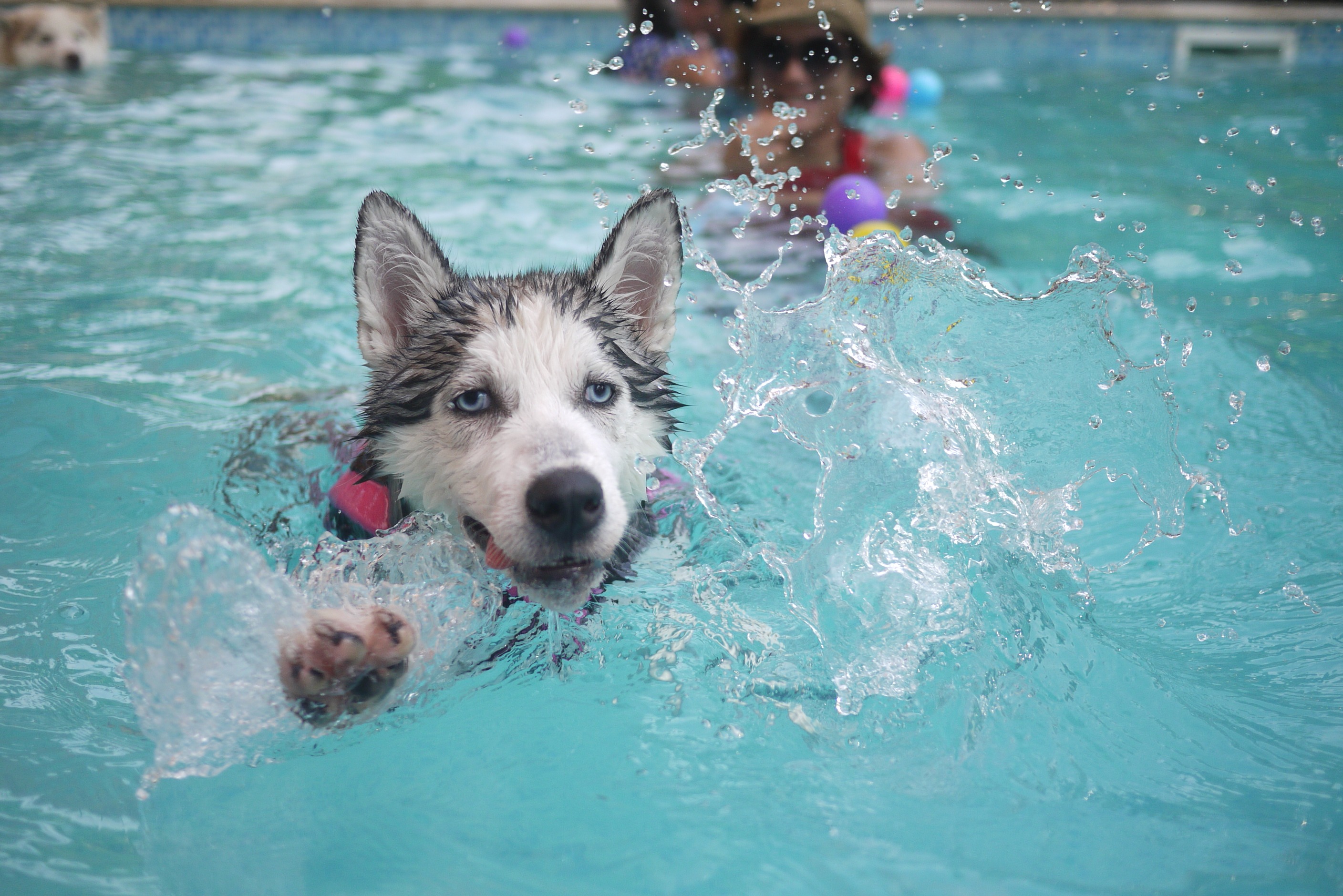 File:Dog swimming.jpg - Wikimedia Commons