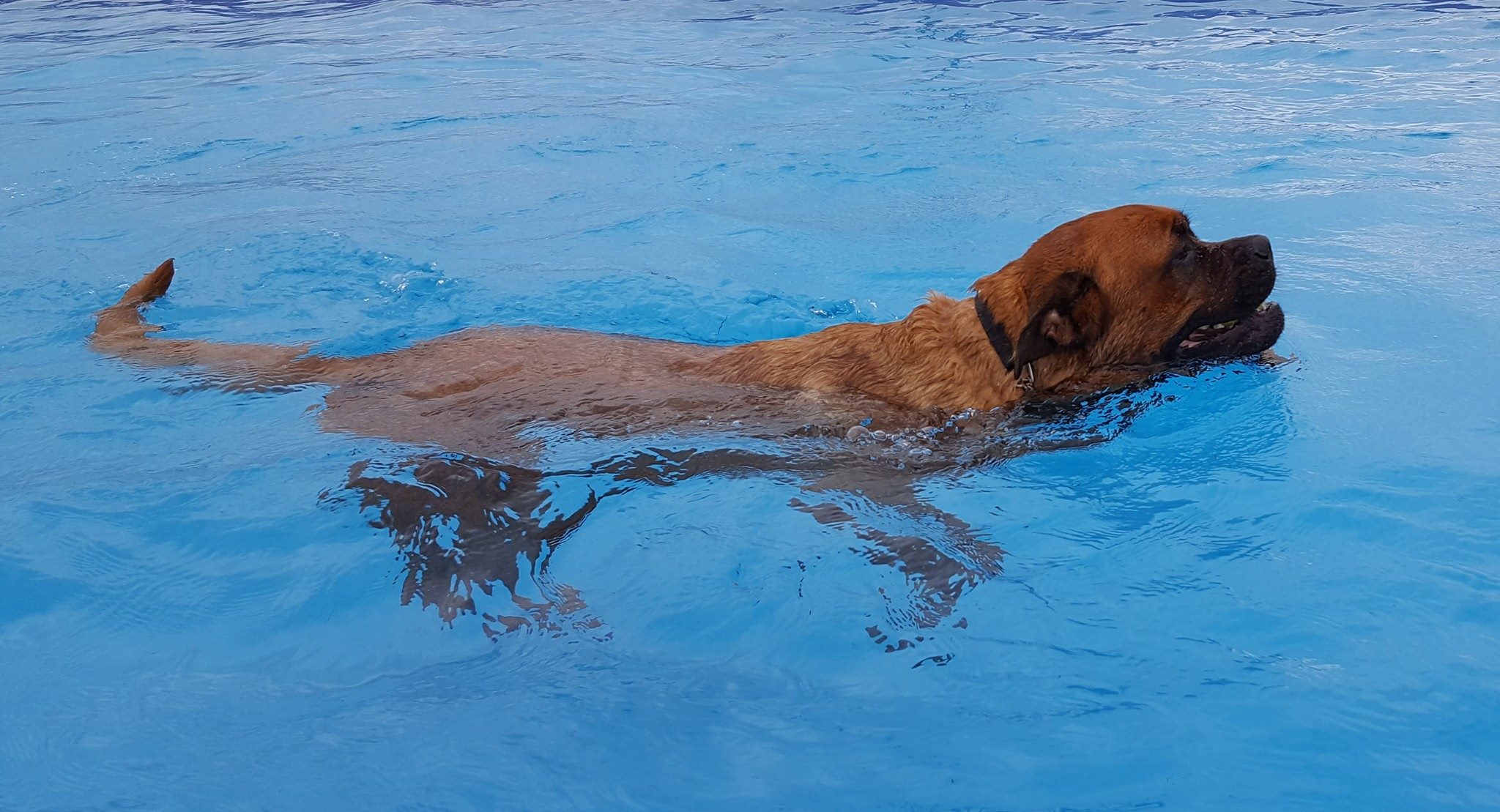Canine Aqua Centre – Canine Aqua Centre