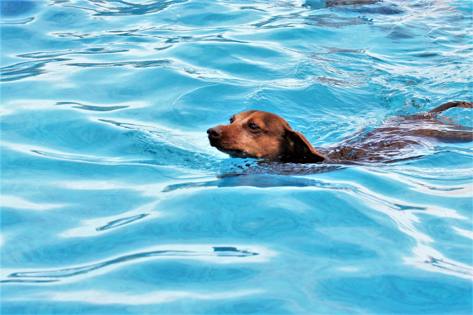 Dachshund Dog Swimming In Pool Free Stock Photo - Public Domain Pictures