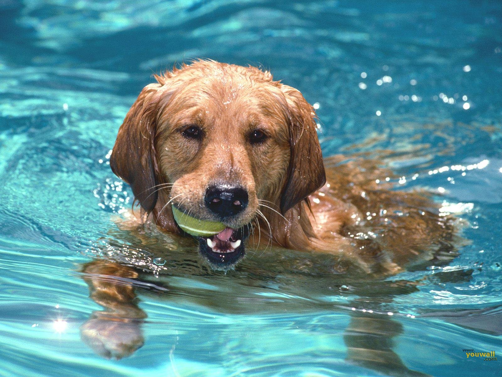 6 Great Safety Tips For Taking Your Dog Swimming | animalmagicgrooming