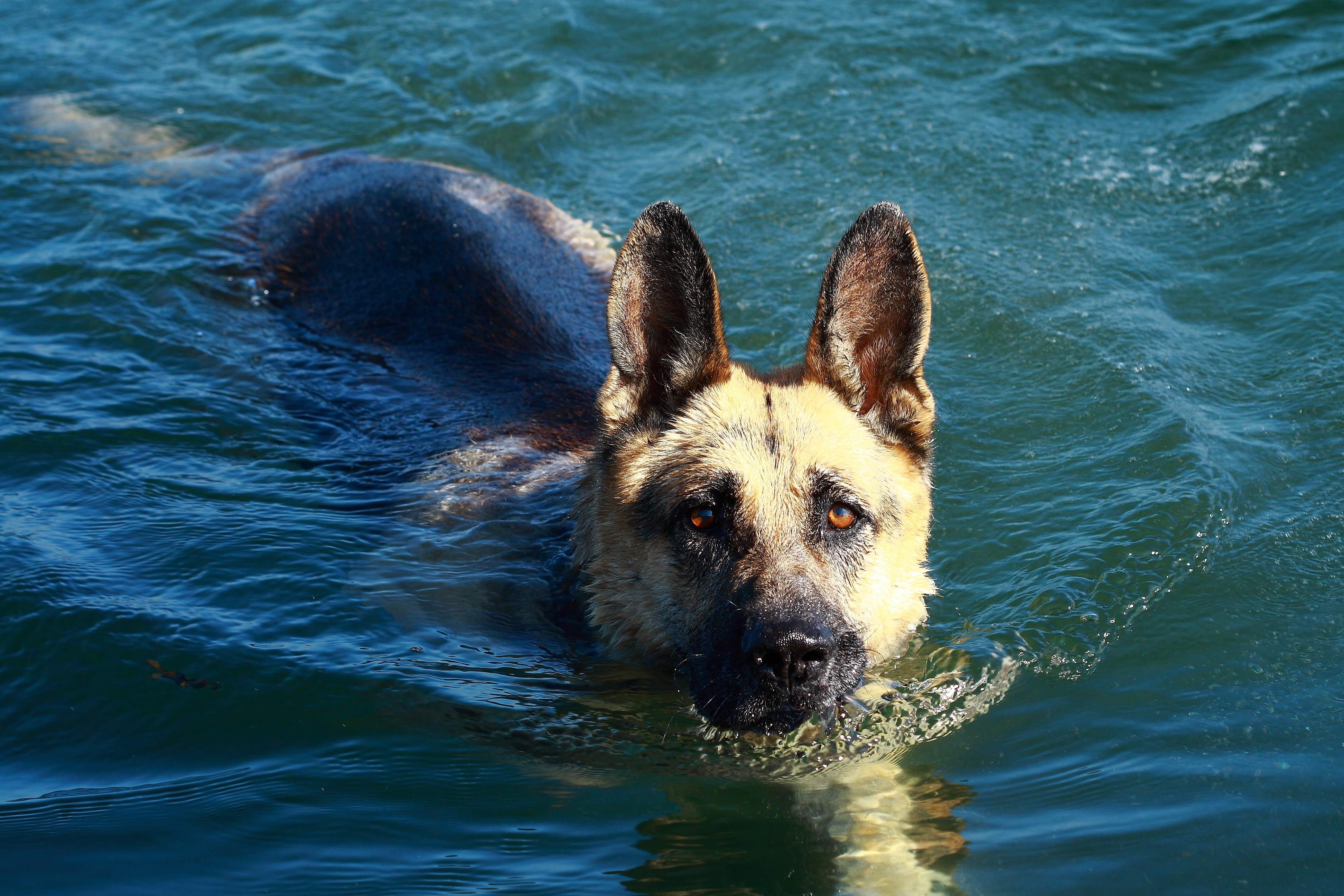 File:German Shepherd Dog swimming.jpg - Wikimedia Commons
