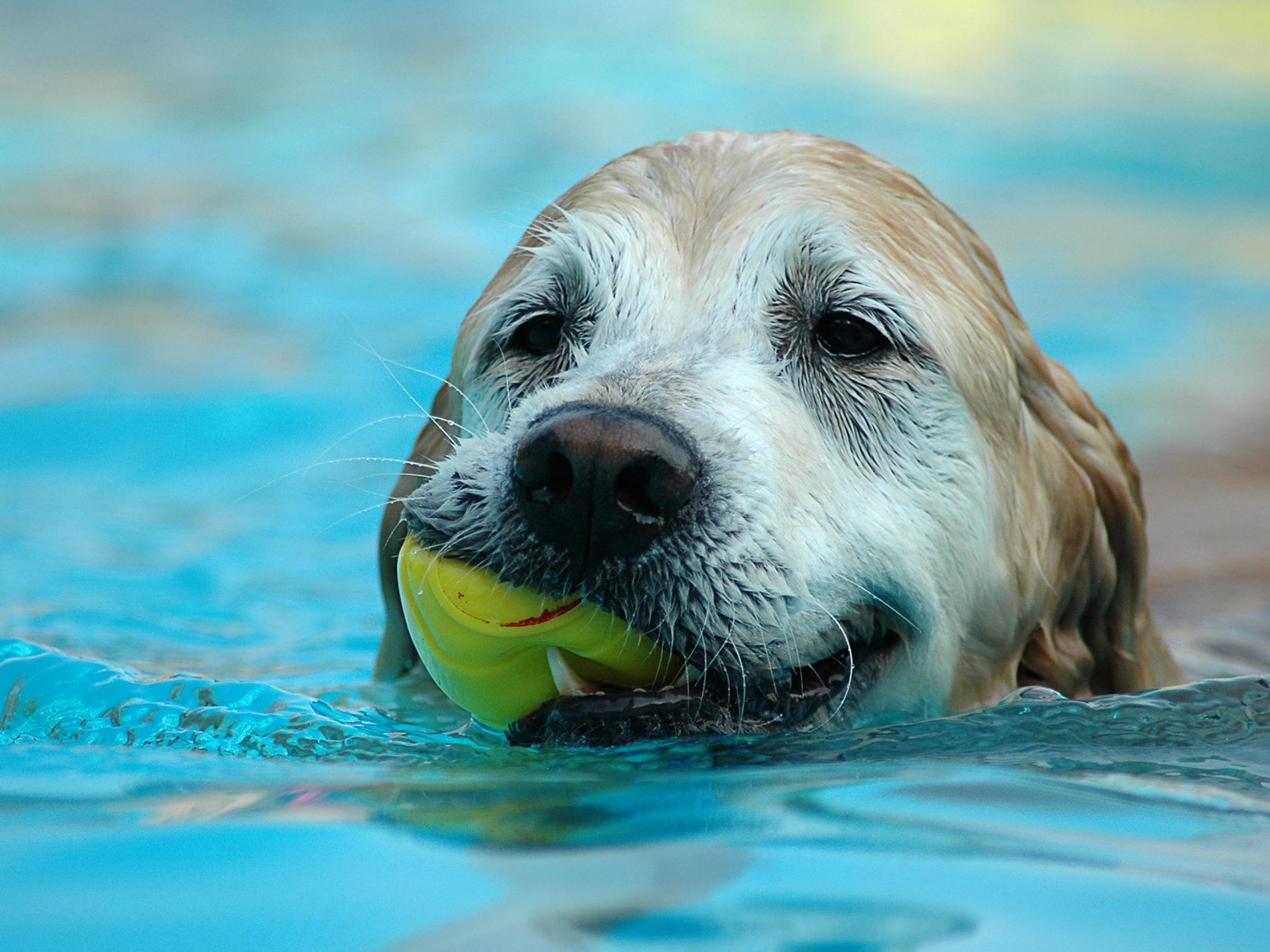Dog Swimming #6967549