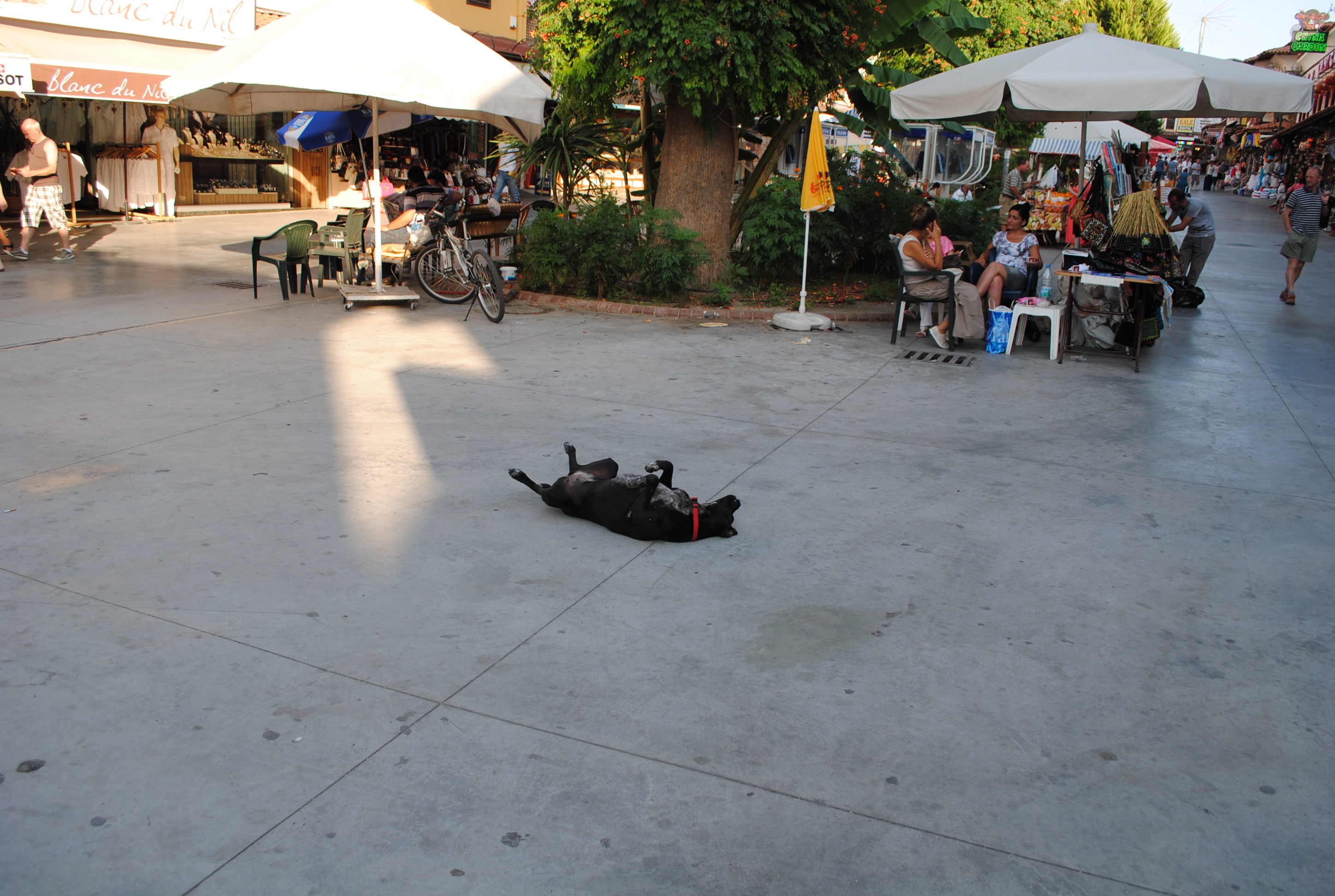 Dog taking a nap in the middle of the grand bazaar photo