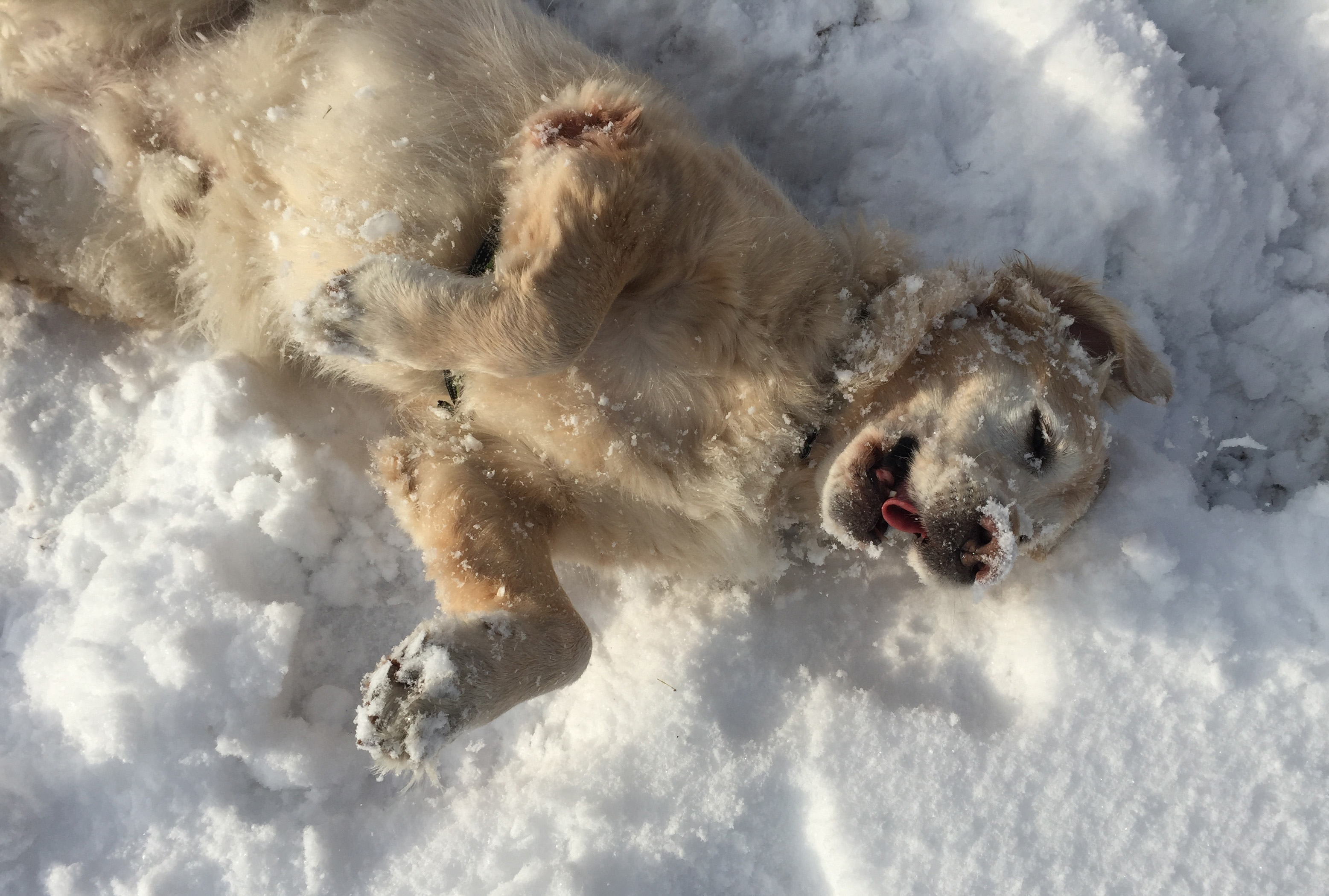 Dog wallowing in snow photo