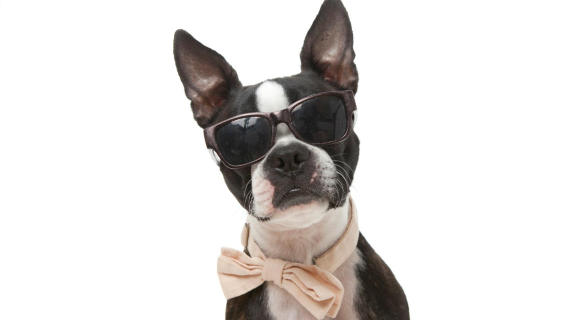 Dog with shades photo