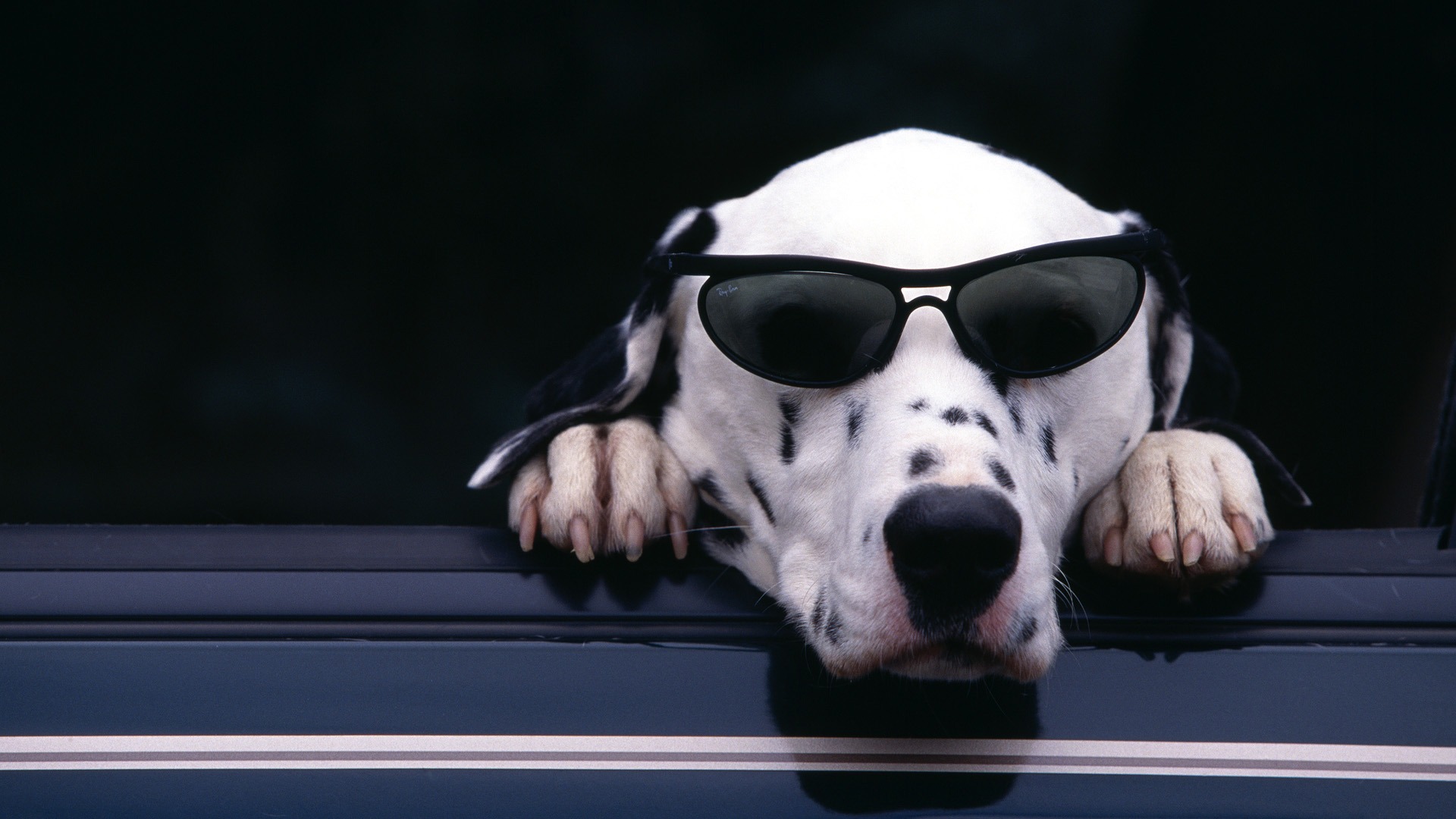 Cool Dog with Shades widescreen wallpaper | Wide-Wallpapers.NET