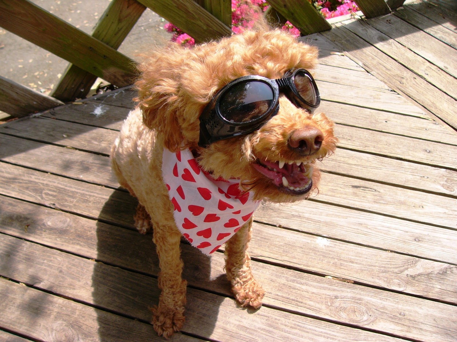 Dog Sunglasses Buying Guide- Find the Best Doggles and other brands ...