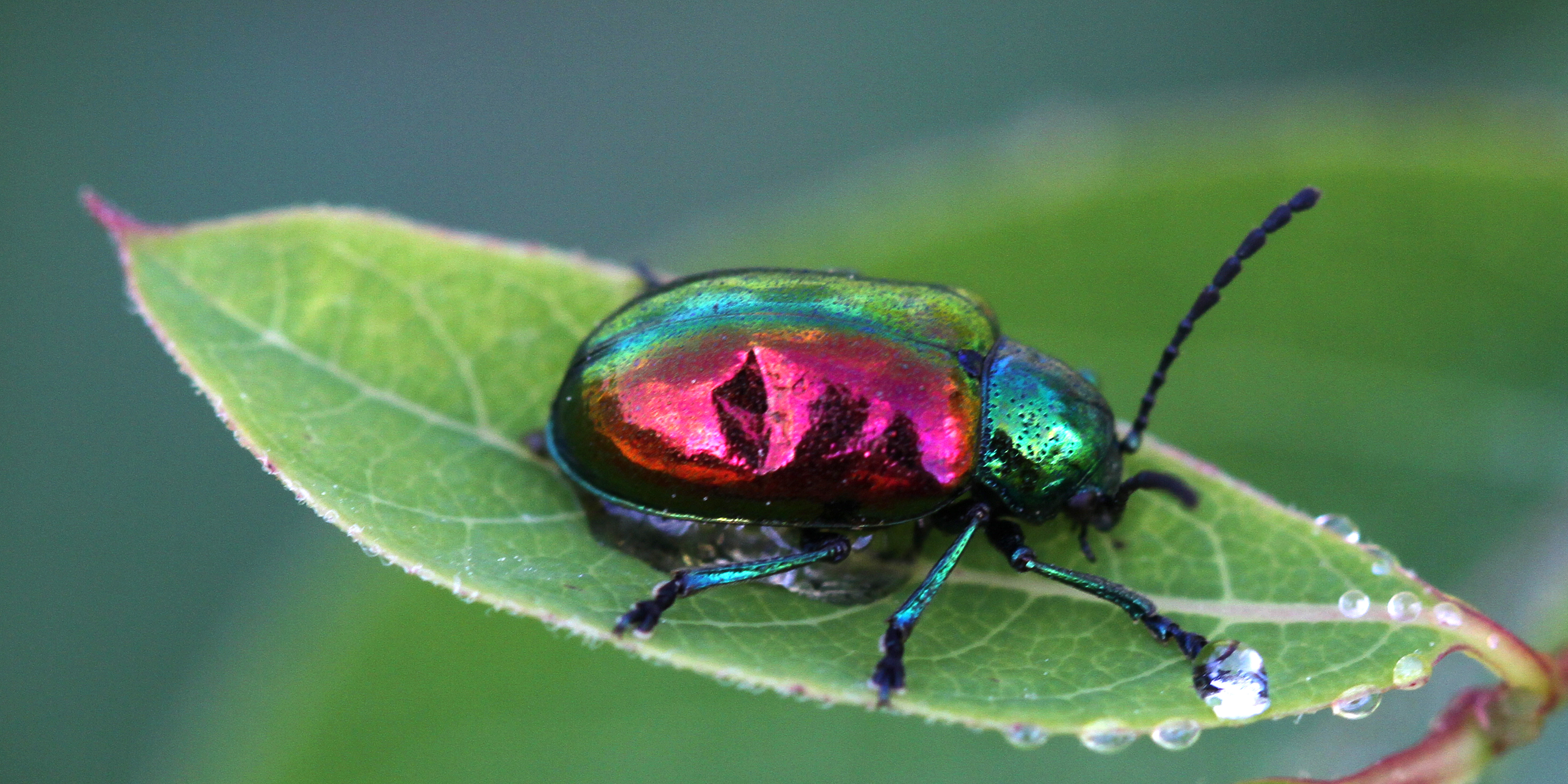 Dogbane beetle photo